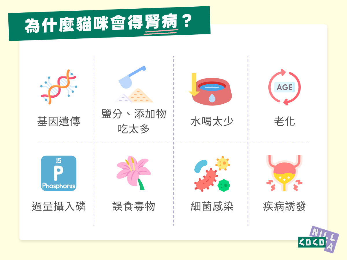 為什麼貓咪會得腎病？