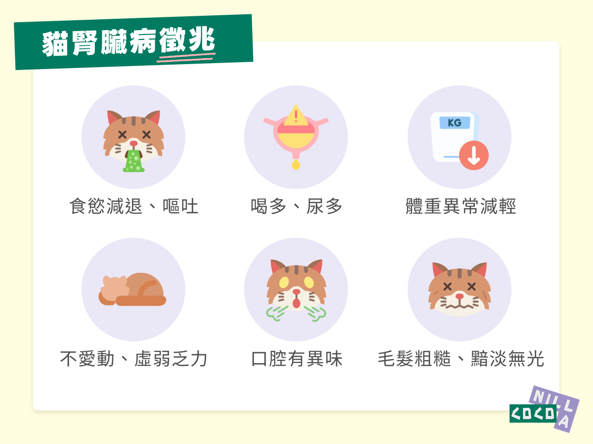貓腎臟病徵兆