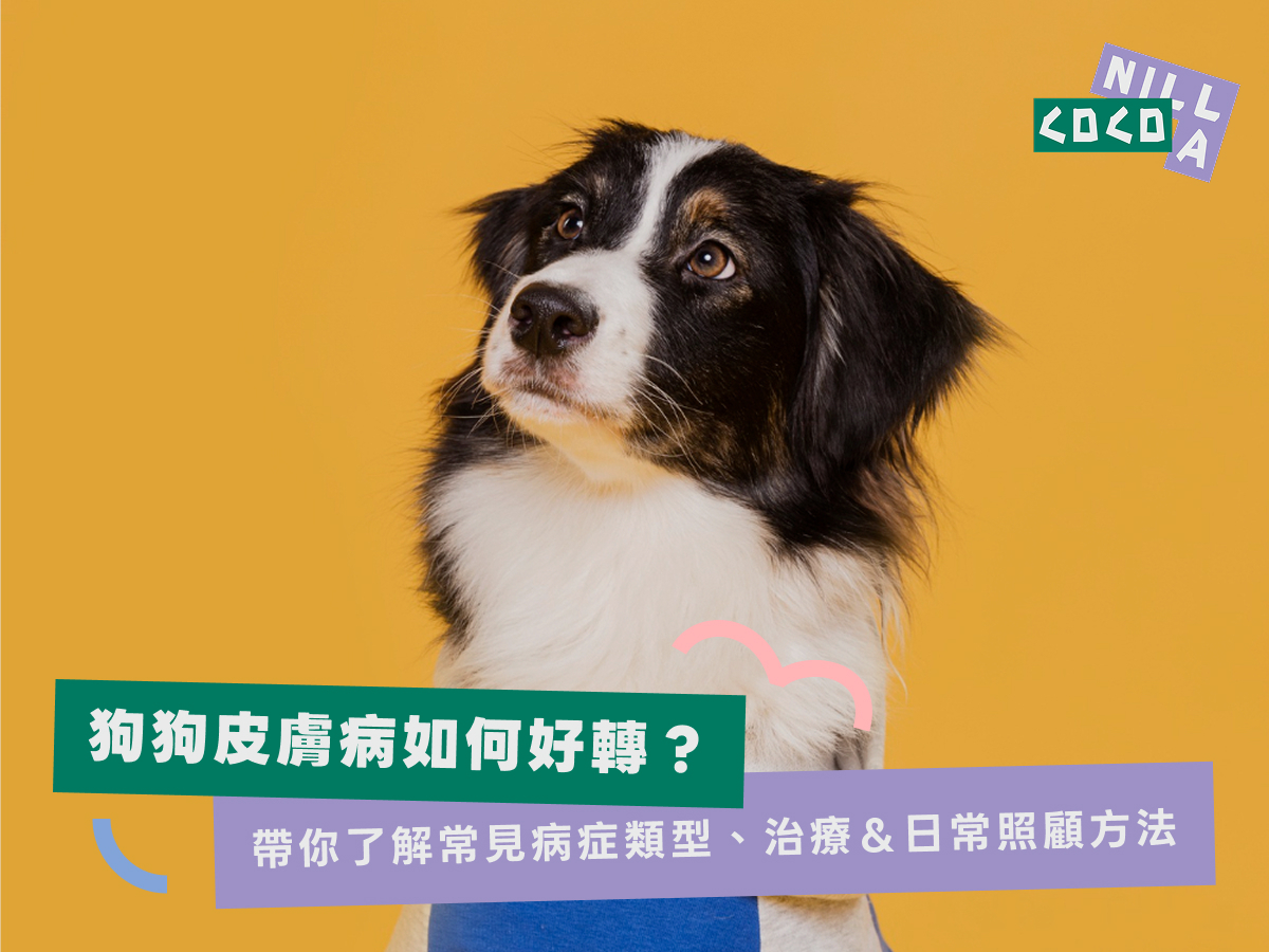 狗狗皮膚病如何好轉？帶你了解常見病症類型、治療＆日常照顧方法