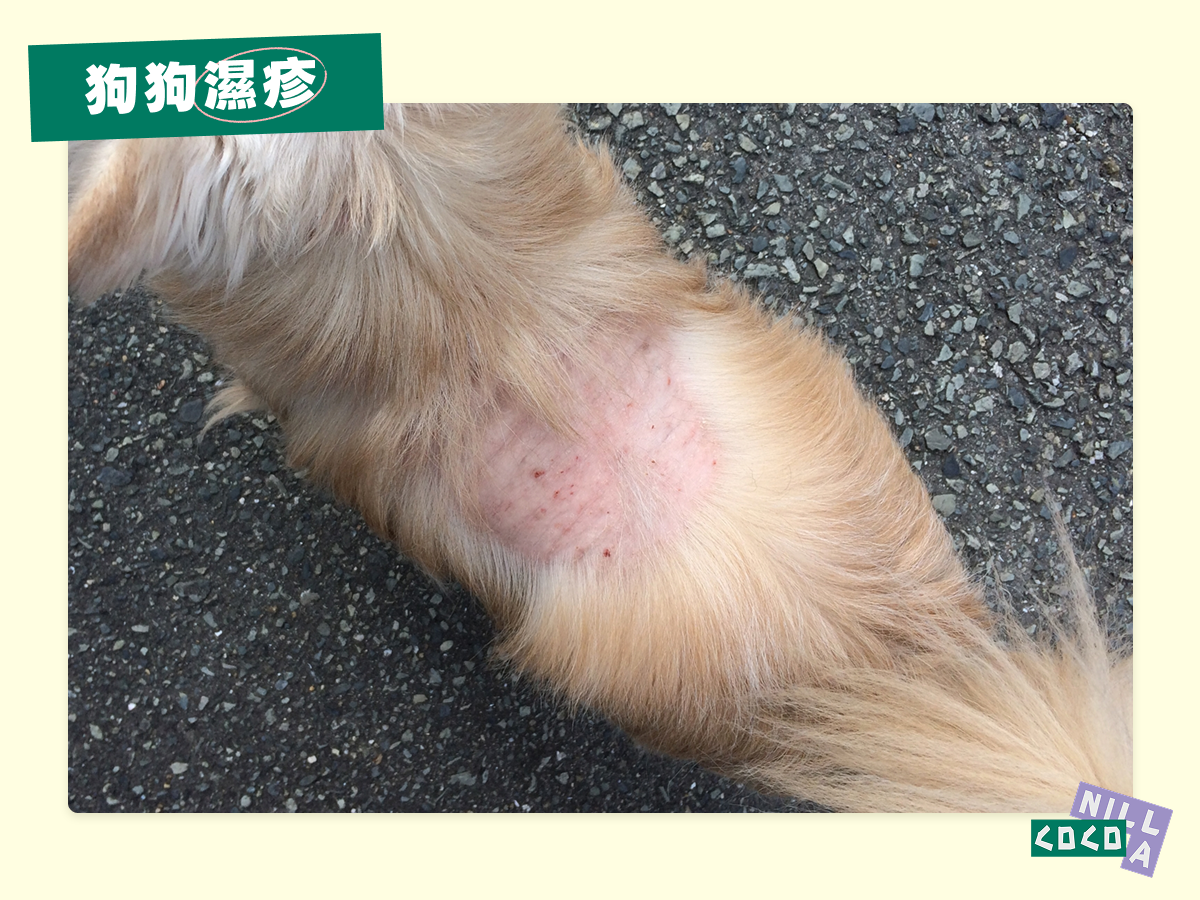 狗狗濕疹