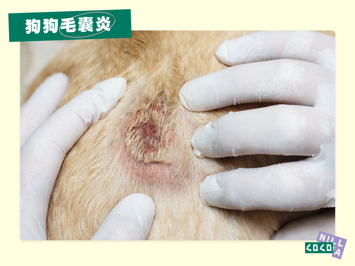 狗狗毛囊炎
