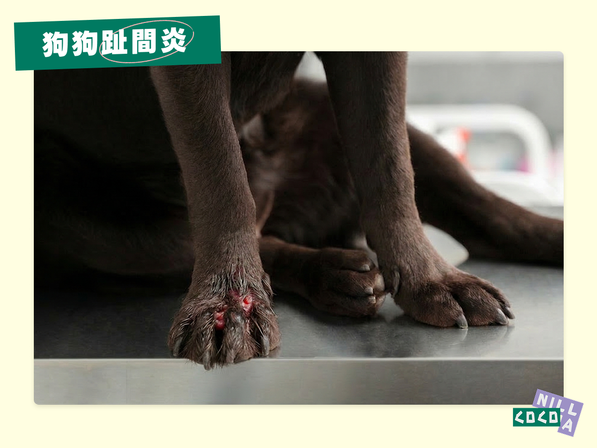 狗狗趾間炎