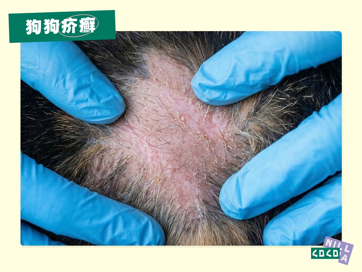 狗狗疥癬
