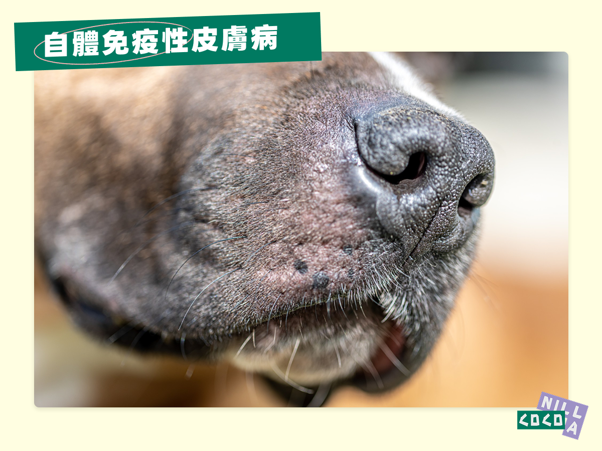 自體免疫性皮膚病