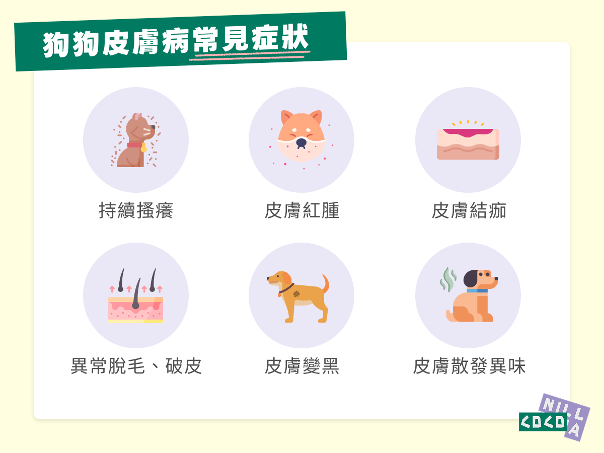 狗狗皮膚病常見症狀