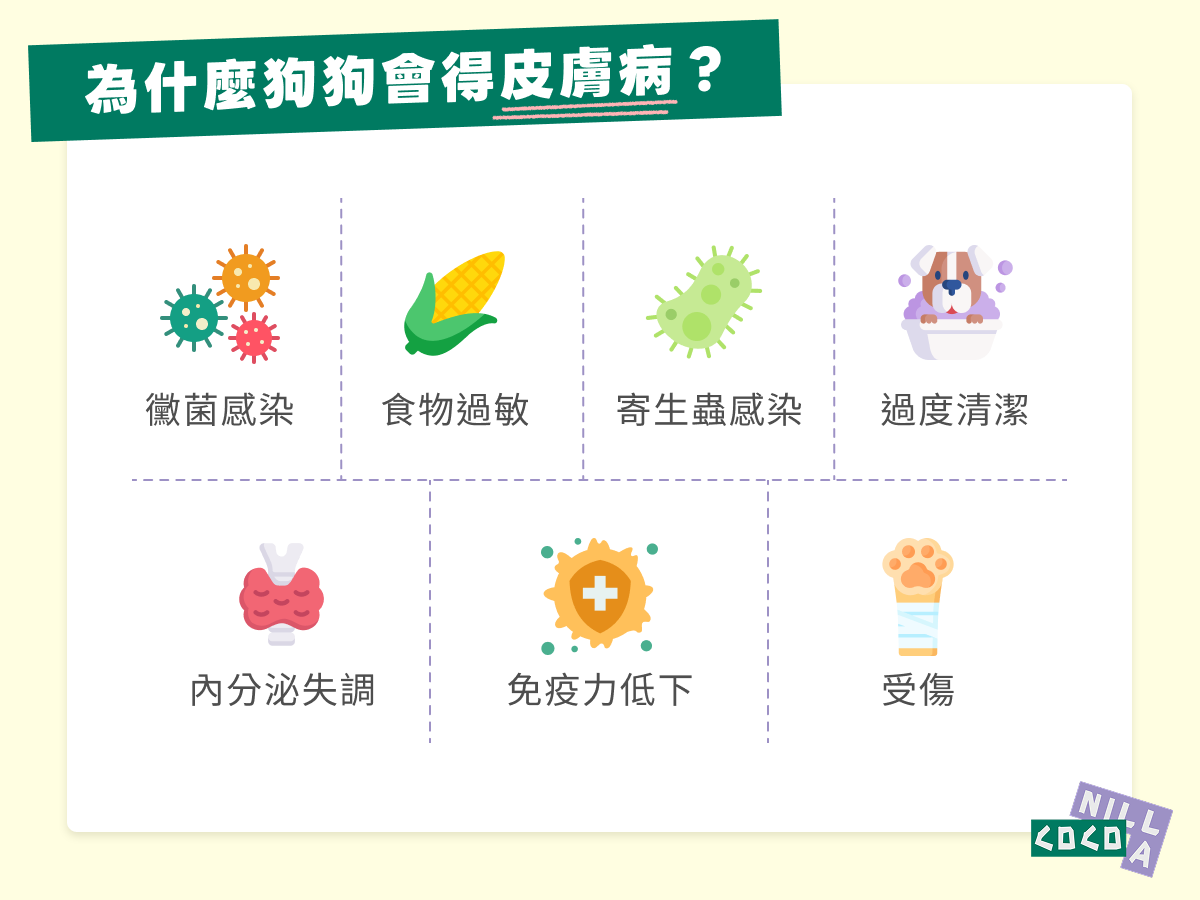 為什麼狗狗會得皮膚病？