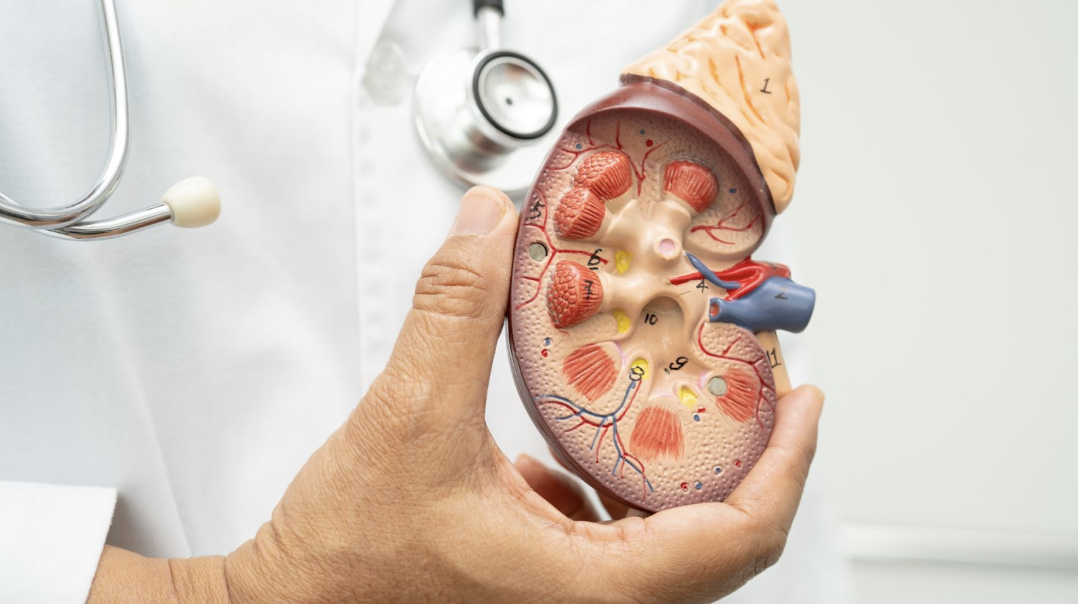 醫師手持人體腎臟結構模型，用於解說腎臟生理構造或相關疾病
