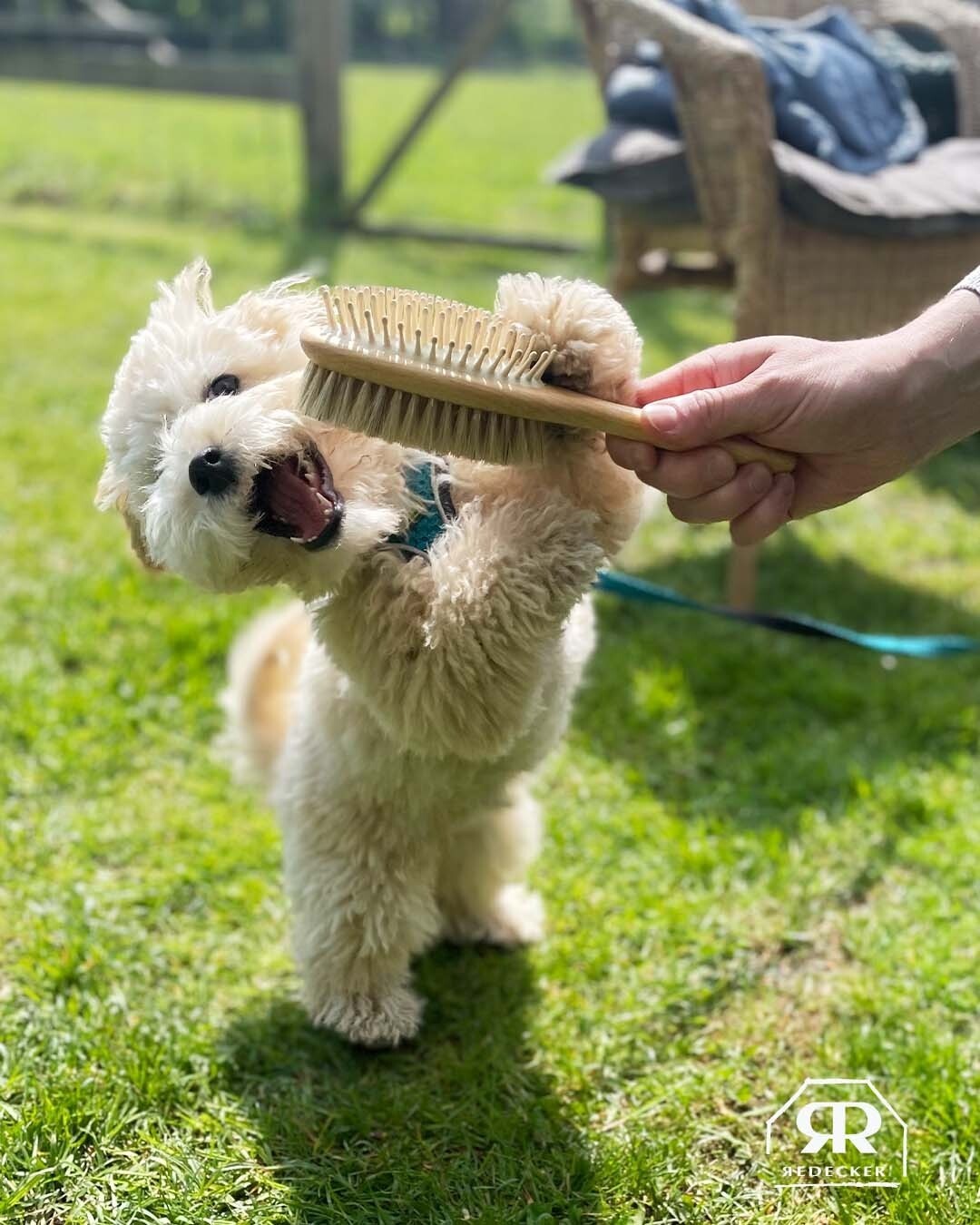 Bürstenhaus Redecker-寵物用品