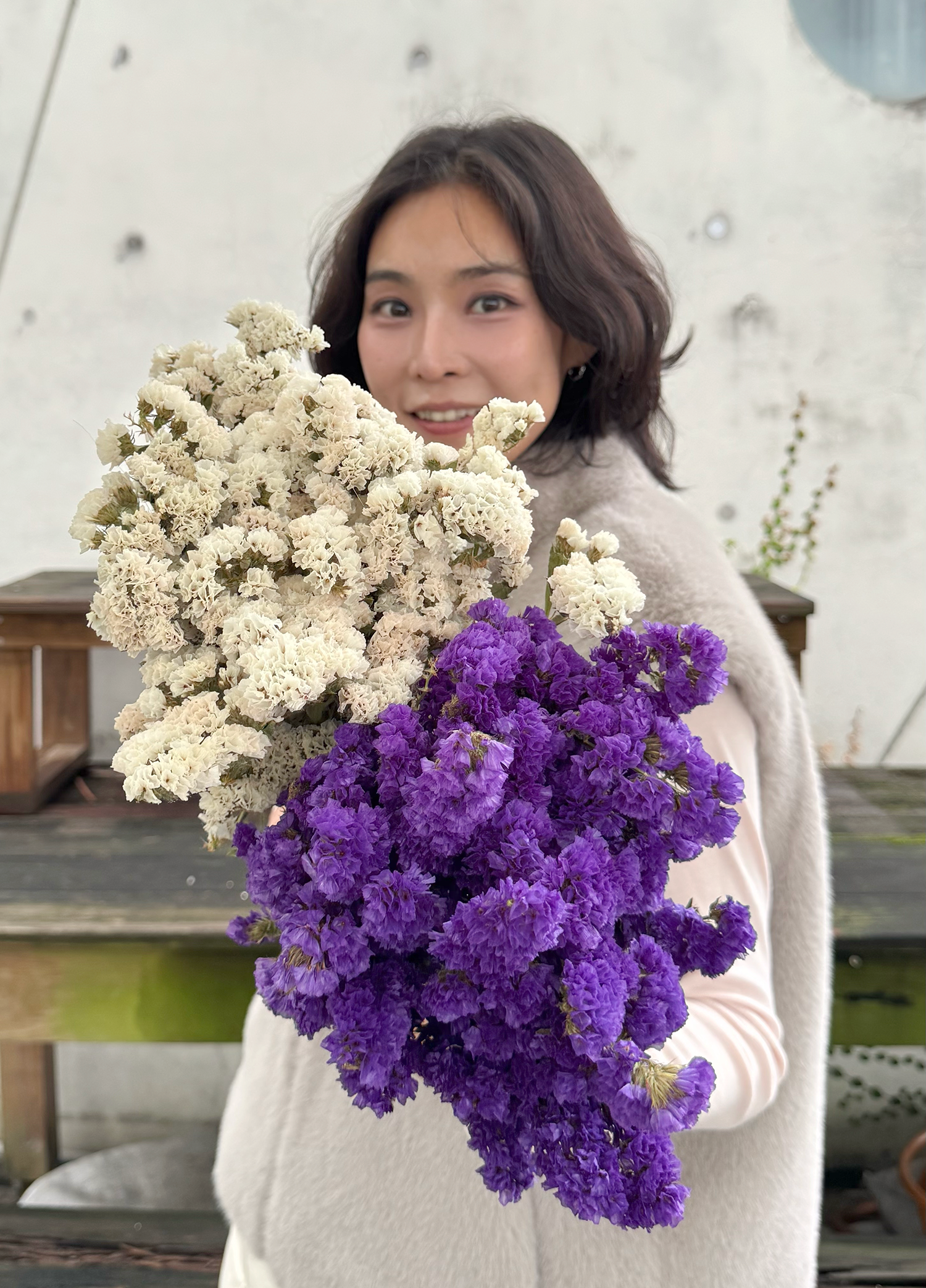 星辰花（兩色）