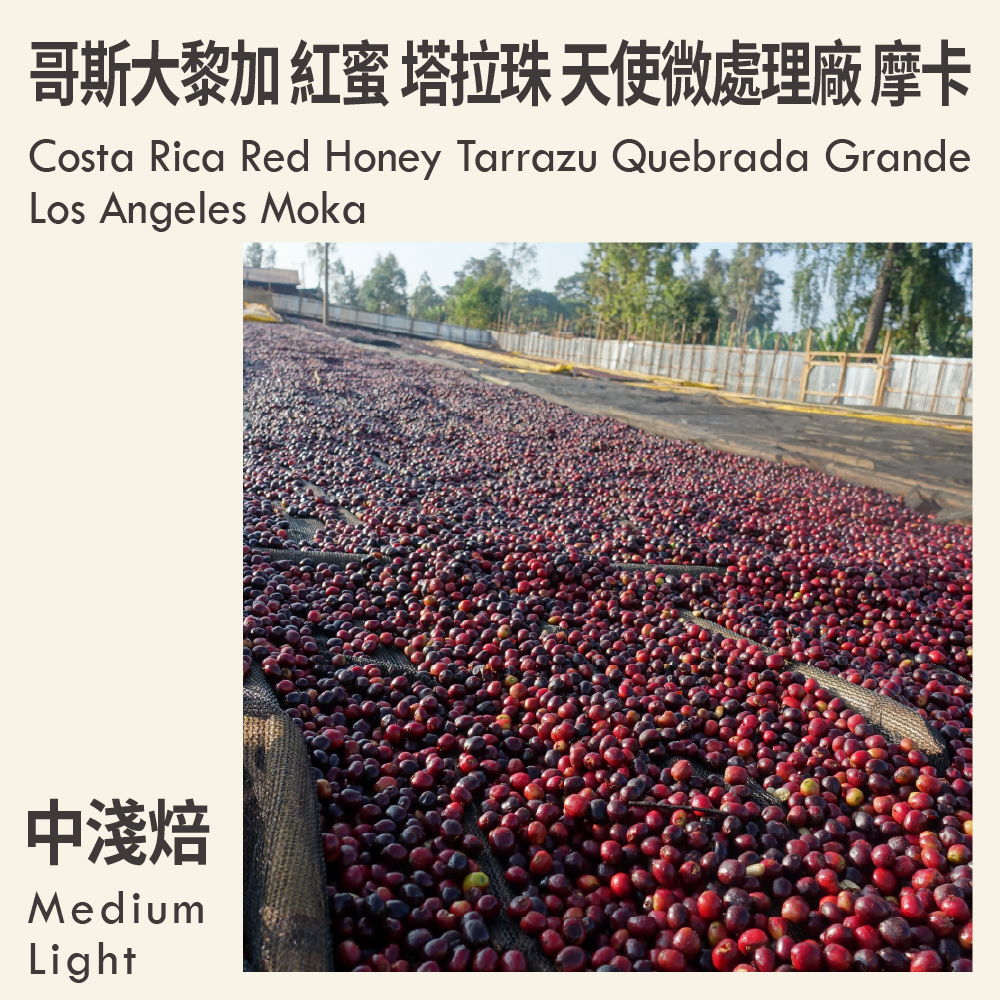 哥斯大黎加 紅蜜 塔拉珠 多塔 大峽谷莊園 天使微處理廠 摩卡