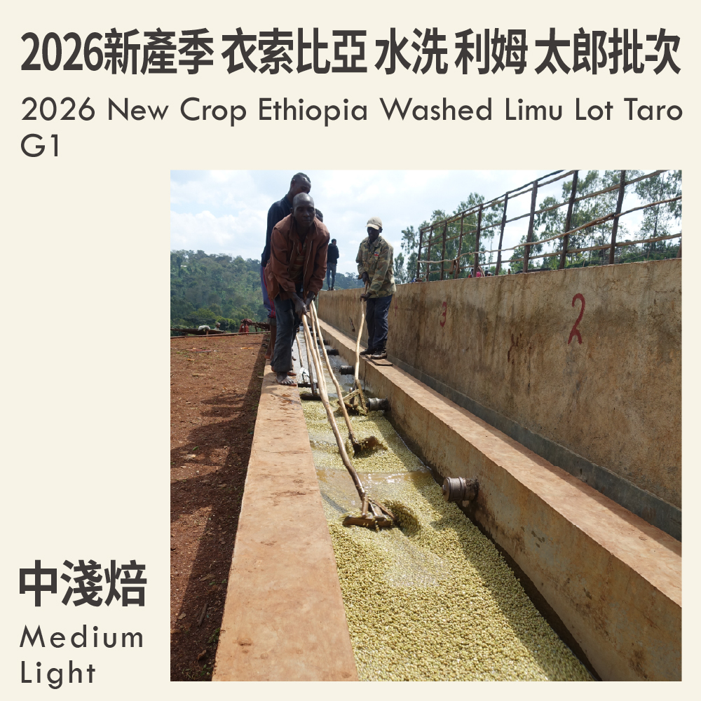 2026新產季 衣索比亞 水洗 利姆 太郎批次 G1