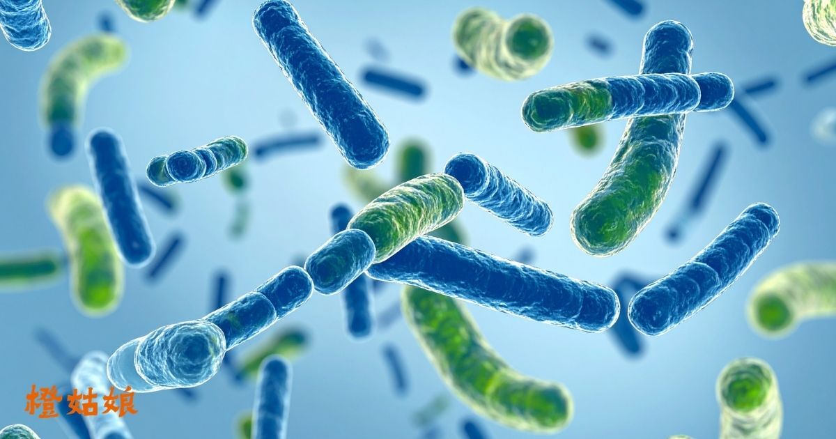 益生菌可以增肌嗎