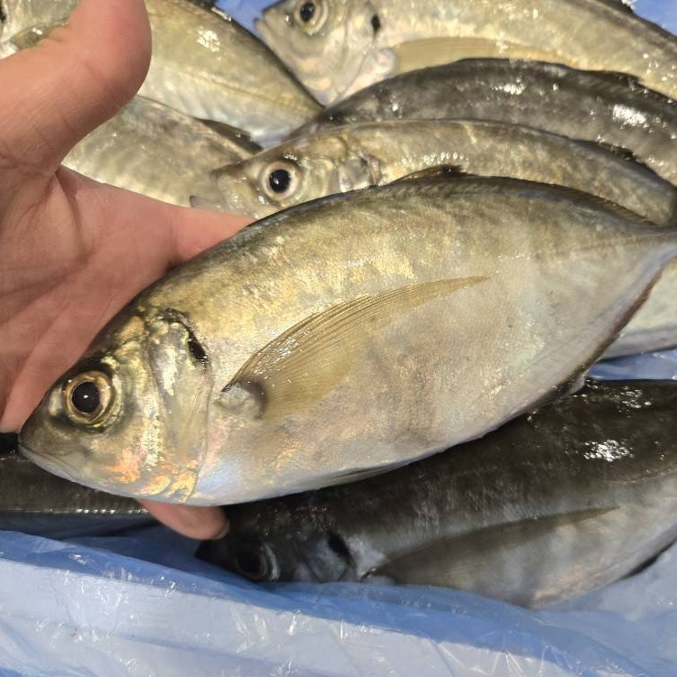 夢鯵（夢あじ）