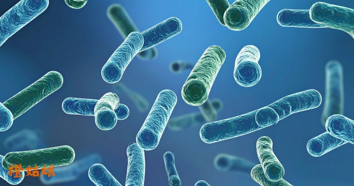 蔓越莓益生菌有效嗎