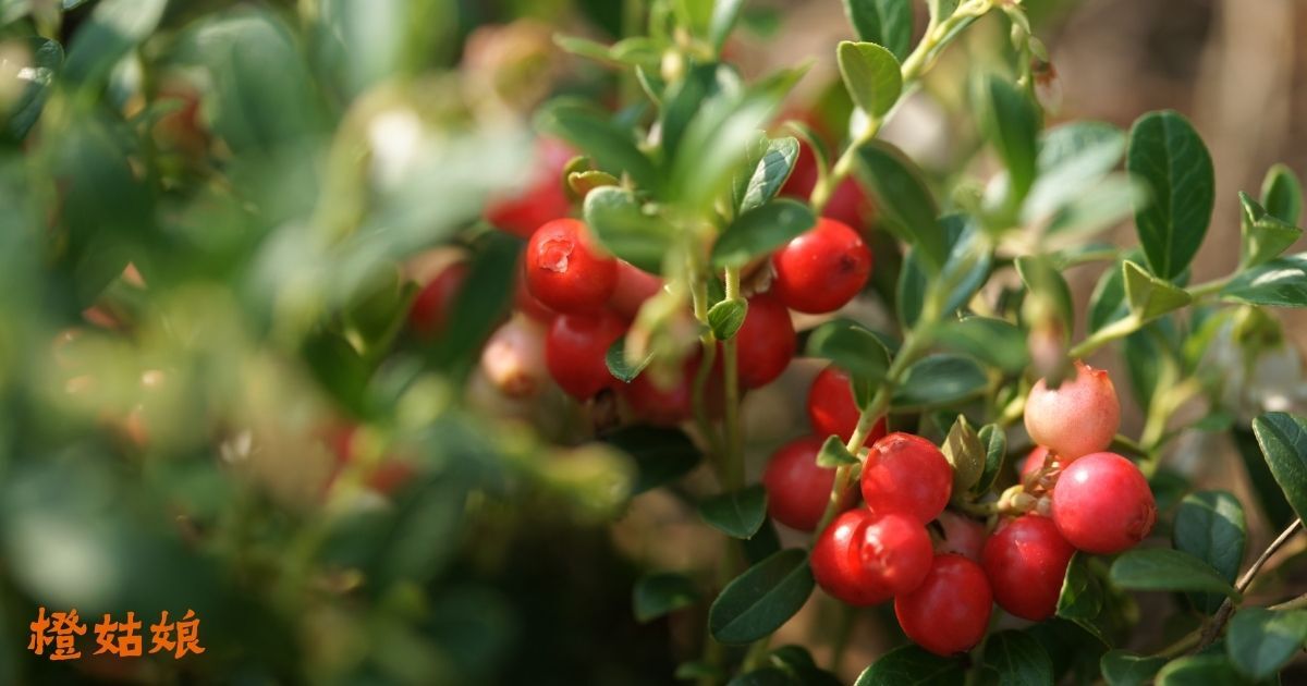 蔓越莓益生菌怎麼吃