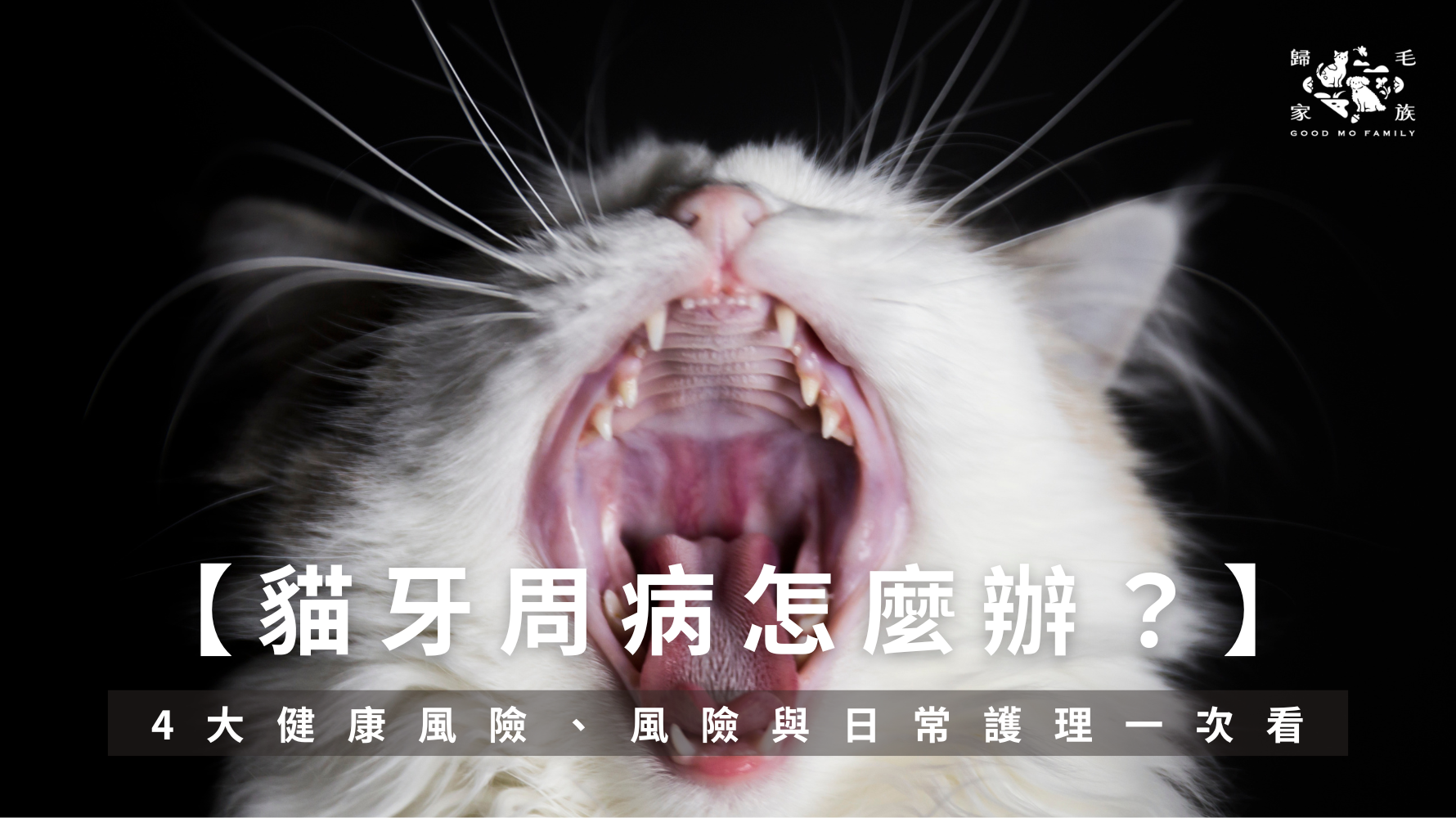 貓牙周病怎麼辦？4大健康風險&日常口腔護理重點一次看
