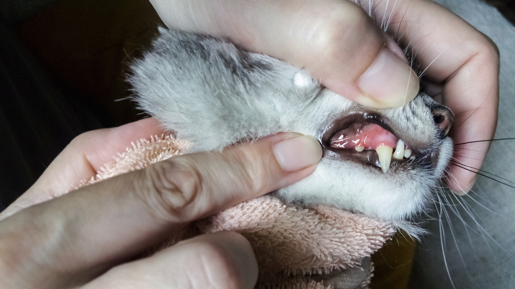 許多貓咪在早期出現貓牙周病症狀時，往往不太明顯，因此容易被飼主忽略。但隨著牙菌斑與牙結石持續堆積，牙齦發炎與感染會逐漸加重，影響貓咪的進食與生活品質。若能提早觀察以下幾個常見症狀，就有機會在早期發現問題並及時處理。