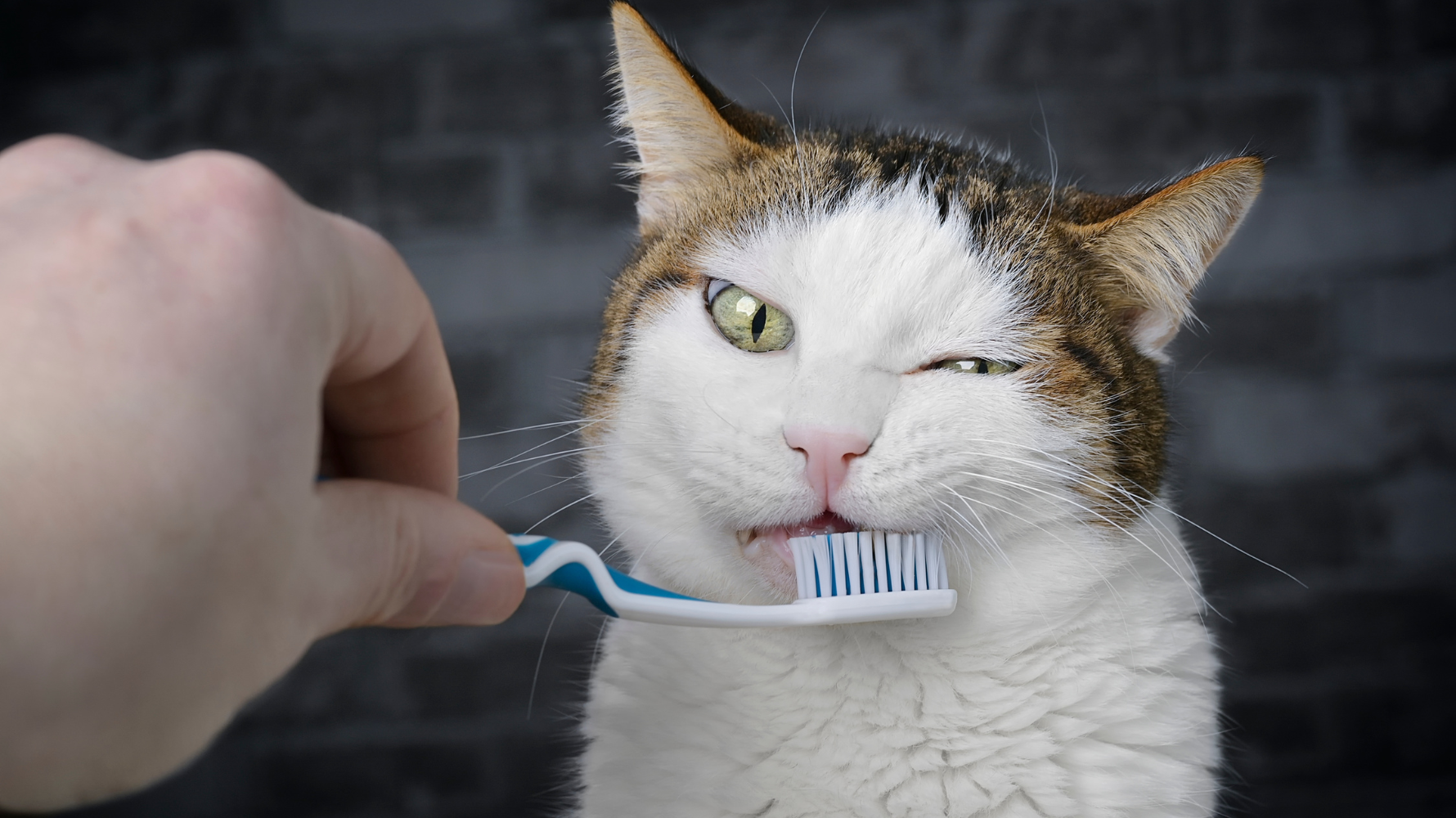 有些飼主發現貓咪出現口臭或牙齦紅腫時，可能會想先觀察一段時間，看看是否會自行改善。但事實上，貓牙周病不會自己痊癒。當牙菌斑與牙結石已經造成牙齦發炎時，如果沒有進行適當治療，牙周問題往往會持續惡化。長期拖延處理，可能會對貓咪健康造成以下幾種影響：