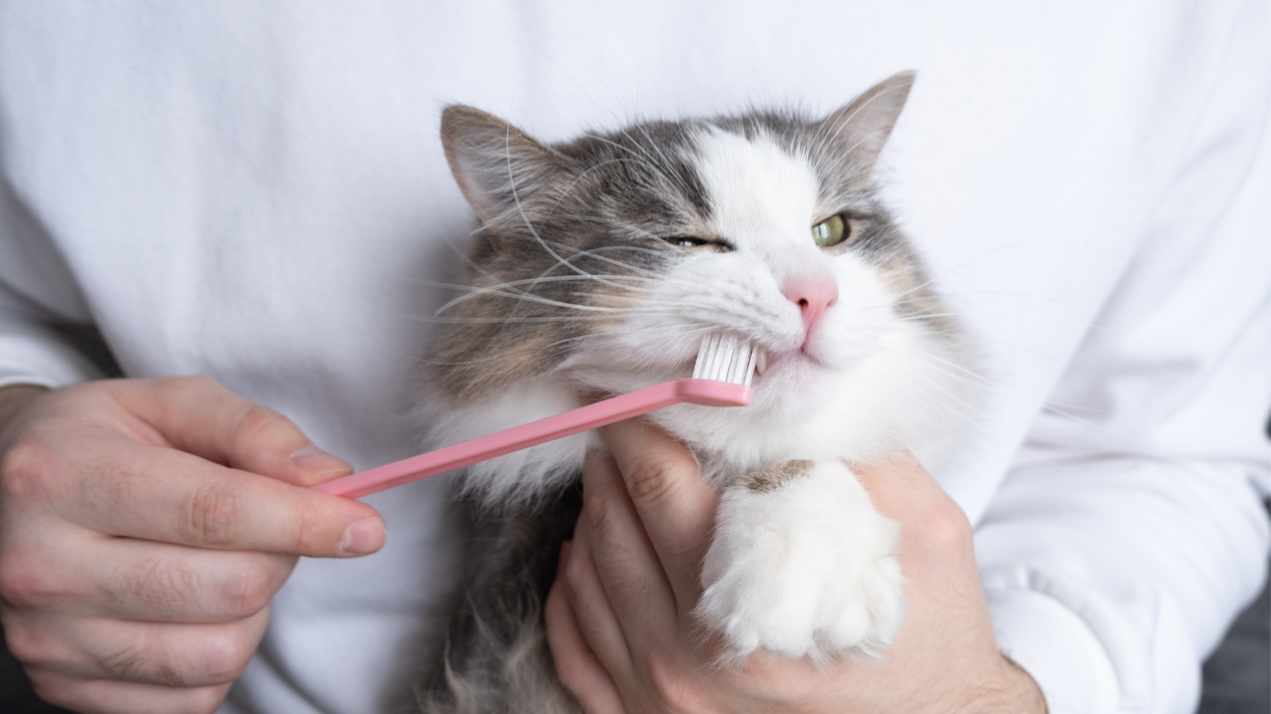 貓牙周病是貓咪最常見的口腔疾病，但只要飼主從平常養成貓咪潔牙習慣、及早發現症狀、定期檢查，讓貓咪保持健康牙齒與好口氣！