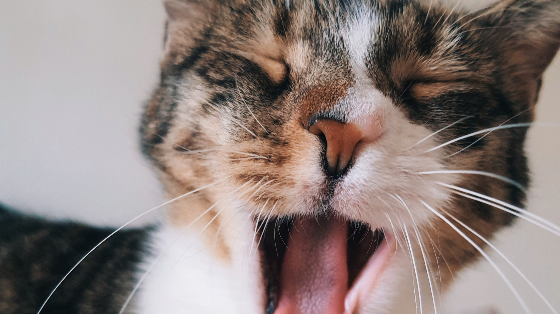 許多飼主會覺得貓咳嗽聲音聽起來都差不多，但其實只要觀察聲音的型態與變化，就能初步判斷貓咳嗽原因與嚴重程度。以下整理臨床常見的3種咳嗽聲音，幫助你快速辨別貓咪目前的健康狀況。