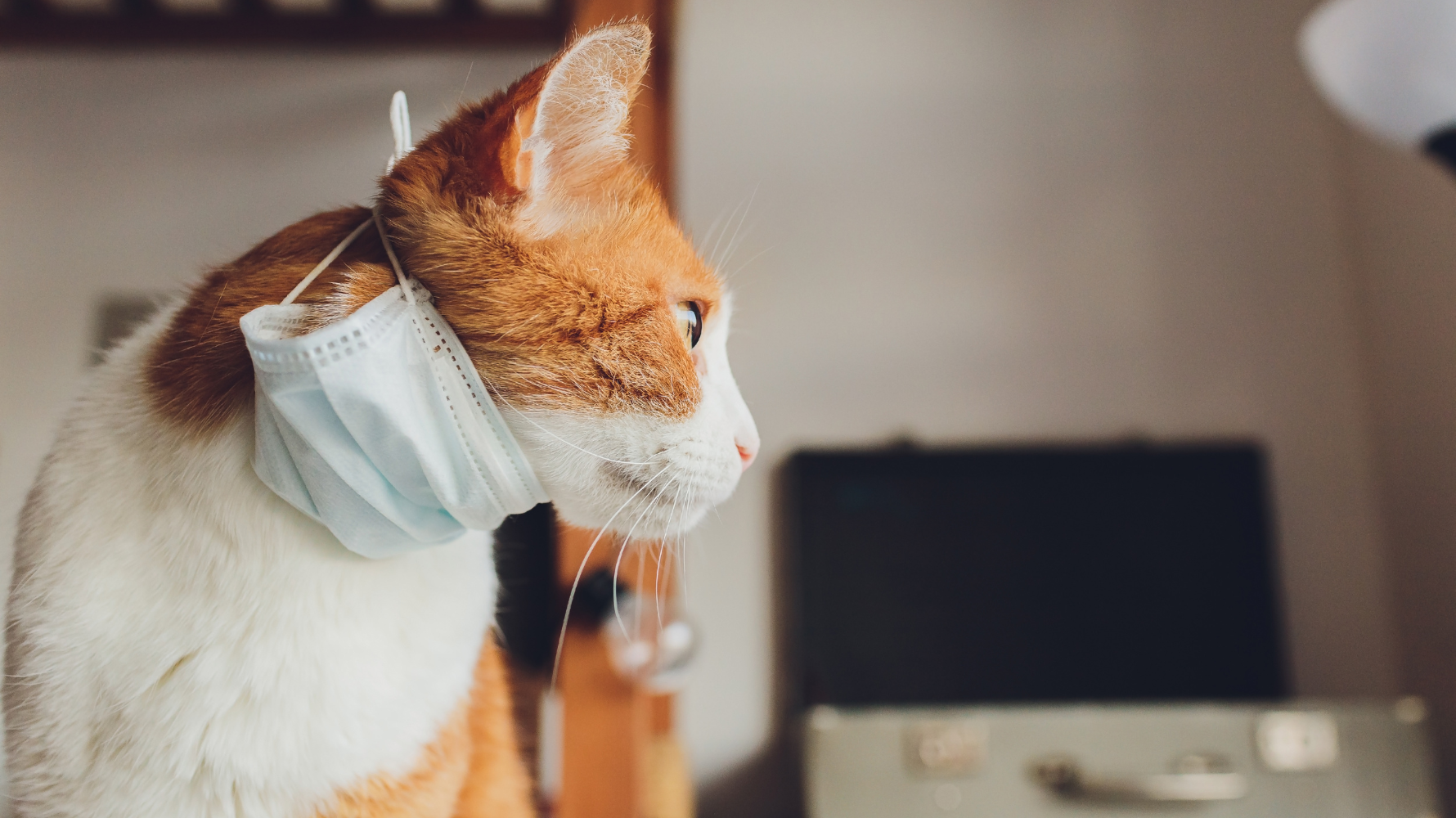 當貓咪出現貓咳嗽時，飼主最容易陷入兩個極端：一是過度緊張立刻就醫，二是持續觀察而延誤治療。正確做法應該是依照症狀強度分階段處理，才能有效判斷是否屬於貓生病或僅為短暫刺激反應。