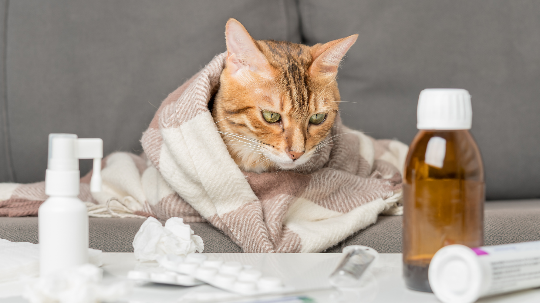 預防貓咳嗽的核心，不是等症狀出現後再處理，而是從日常環境、免疫力與呼吸道健康三個層面建立穩定防護。多數「反覆咳嗽」或進展成貓生病、貓不睡覺生病的案例，其實都與長期管理不足有關。以下整理6個最關鍵、可長期執行的預防策略：