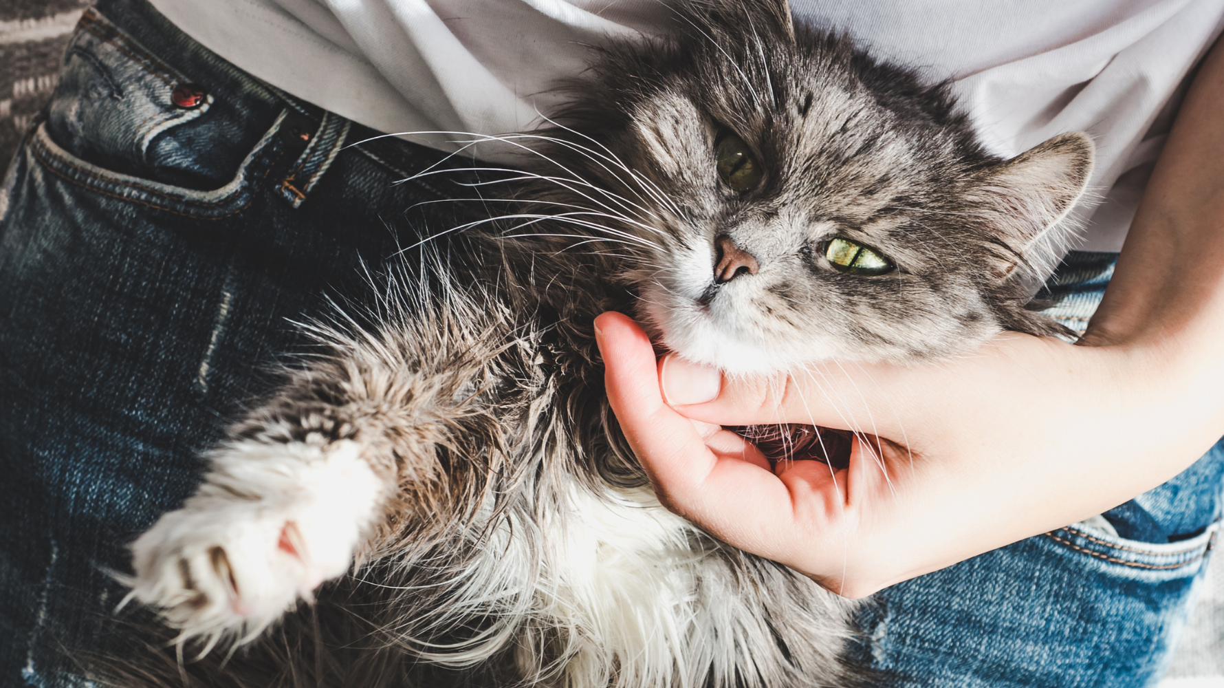貓牙周病是貓咪最常見的口腔疾病，但只要飼主從平常養成貓咪潔牙習慣、及早發現症狀、定期檢查，讓貓咪保持健康牙齒與好口氣！