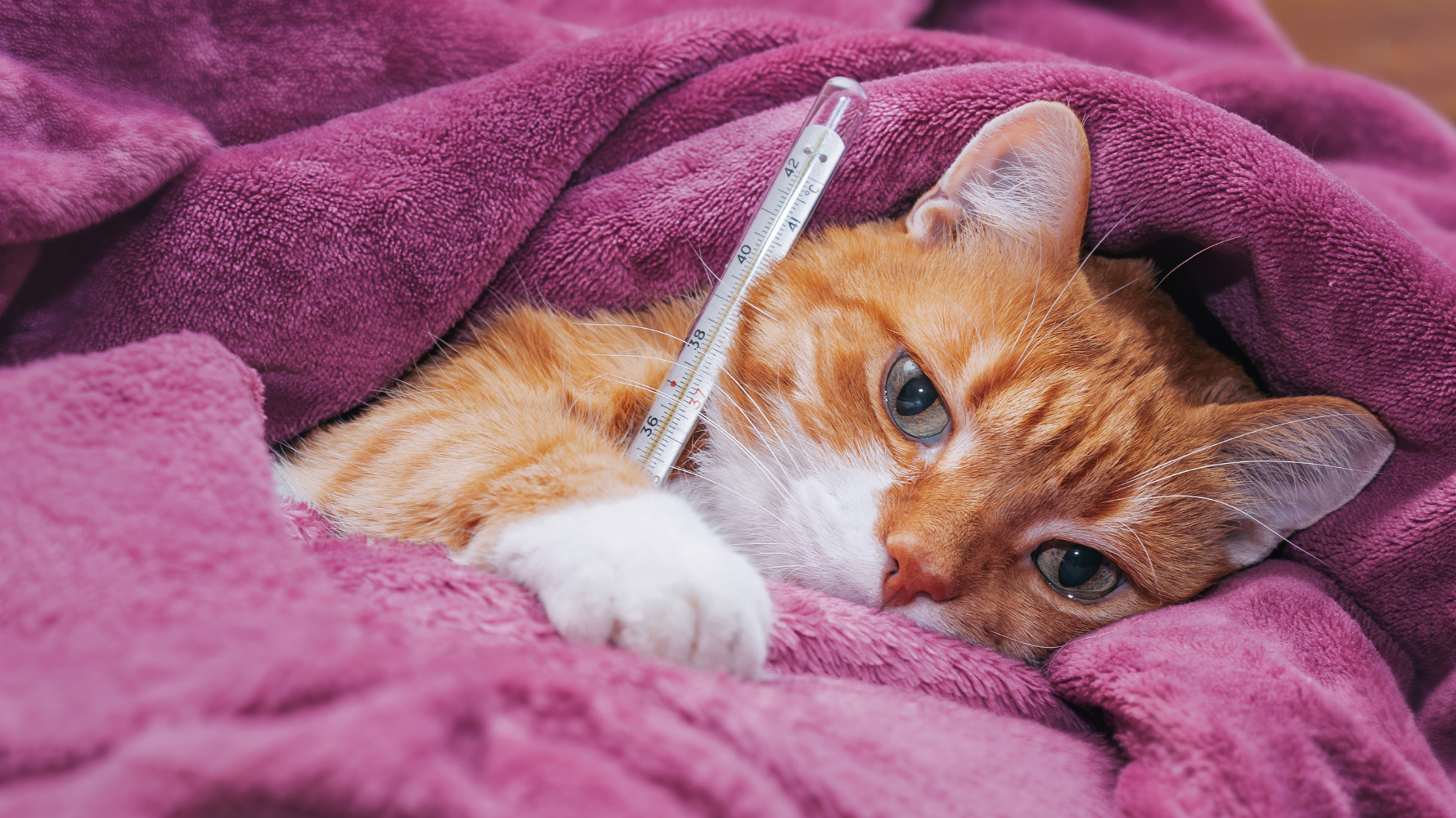 貓咳嗽看似小症狀，但背後可能涉及呼吸道刺激、感染、過敏、氣喘，甚至慢性疾病等多種原因。若僅觀察表面症狀而延誤判斷，容易錯失早期介入的黃金治療時機，導致病情逐步惡化。