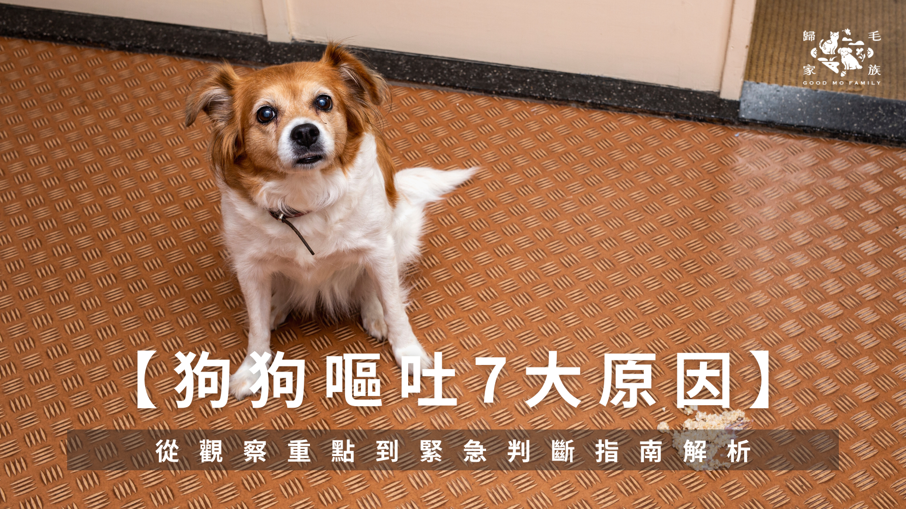 你是否曾遇過狗狗突然嘔吐，卻不知道是單純吃太快，還是身體出現問題？