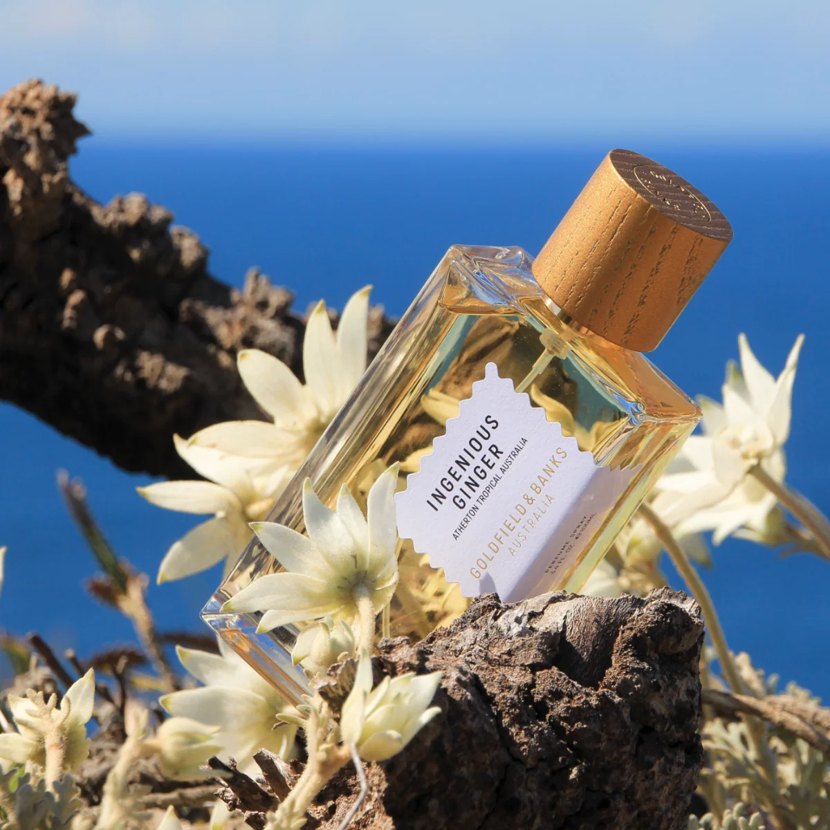 Ingenious Ginger - Goldfield and Banks