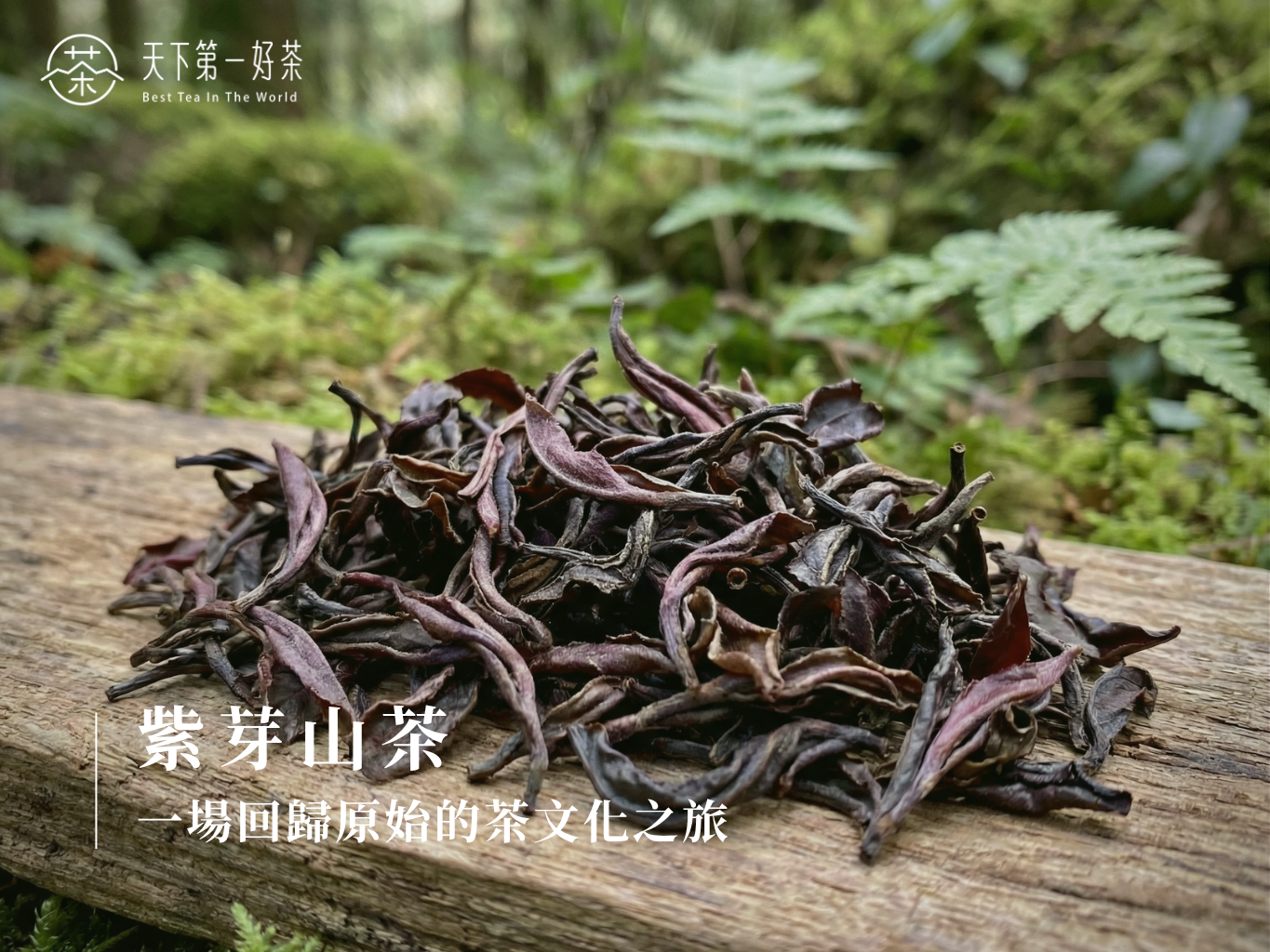 紫芽山茶紫色茶芽特寫