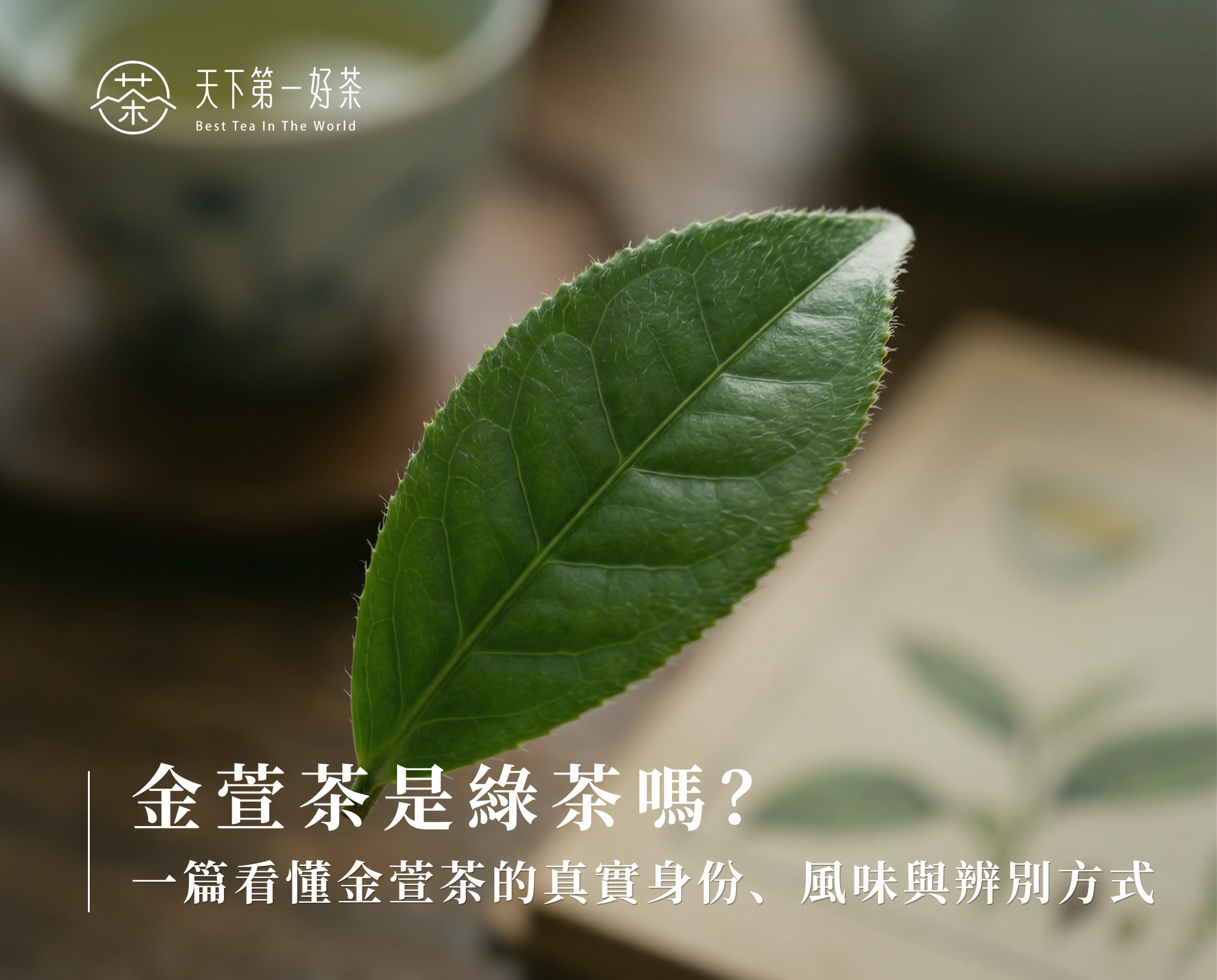 金萱茶葉片近拍