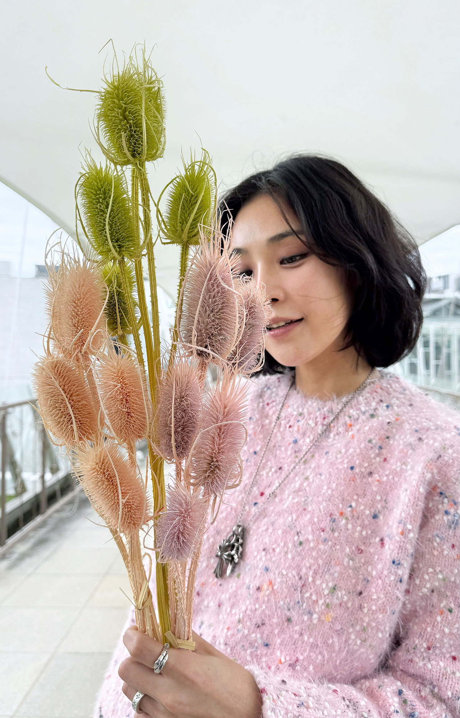 乾燥大薊花（三色）