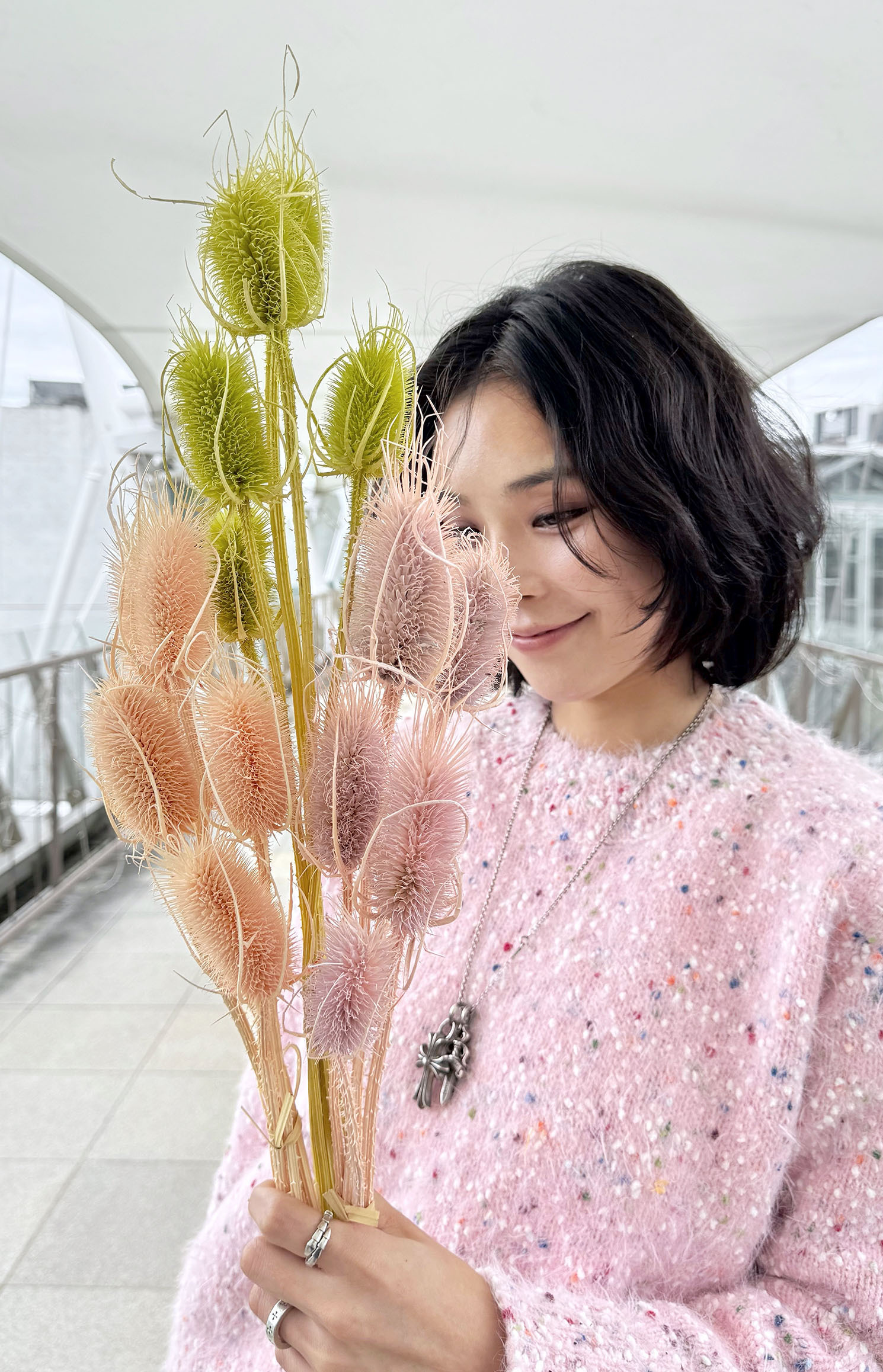 乾燥大薊花（三色）