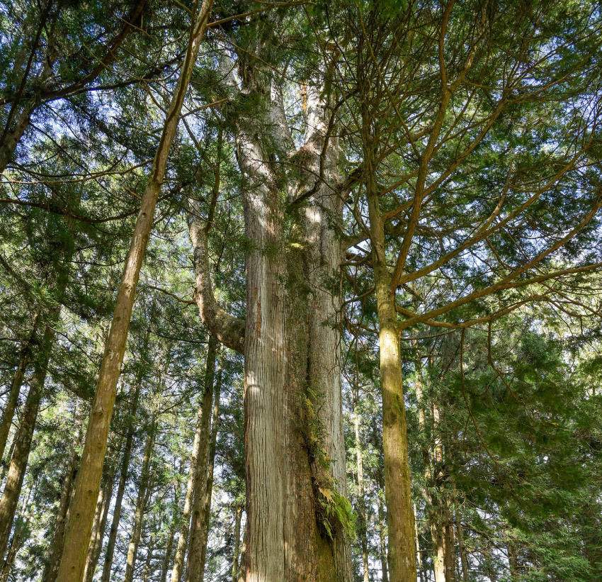 阿里山紅檜精油噴霧
