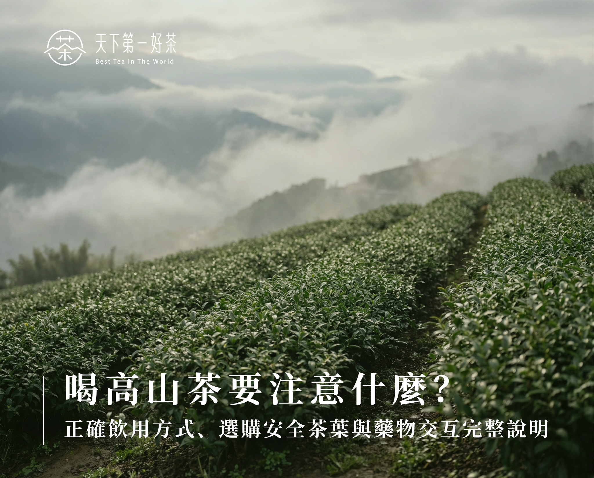 喝高山茶要注意什麼