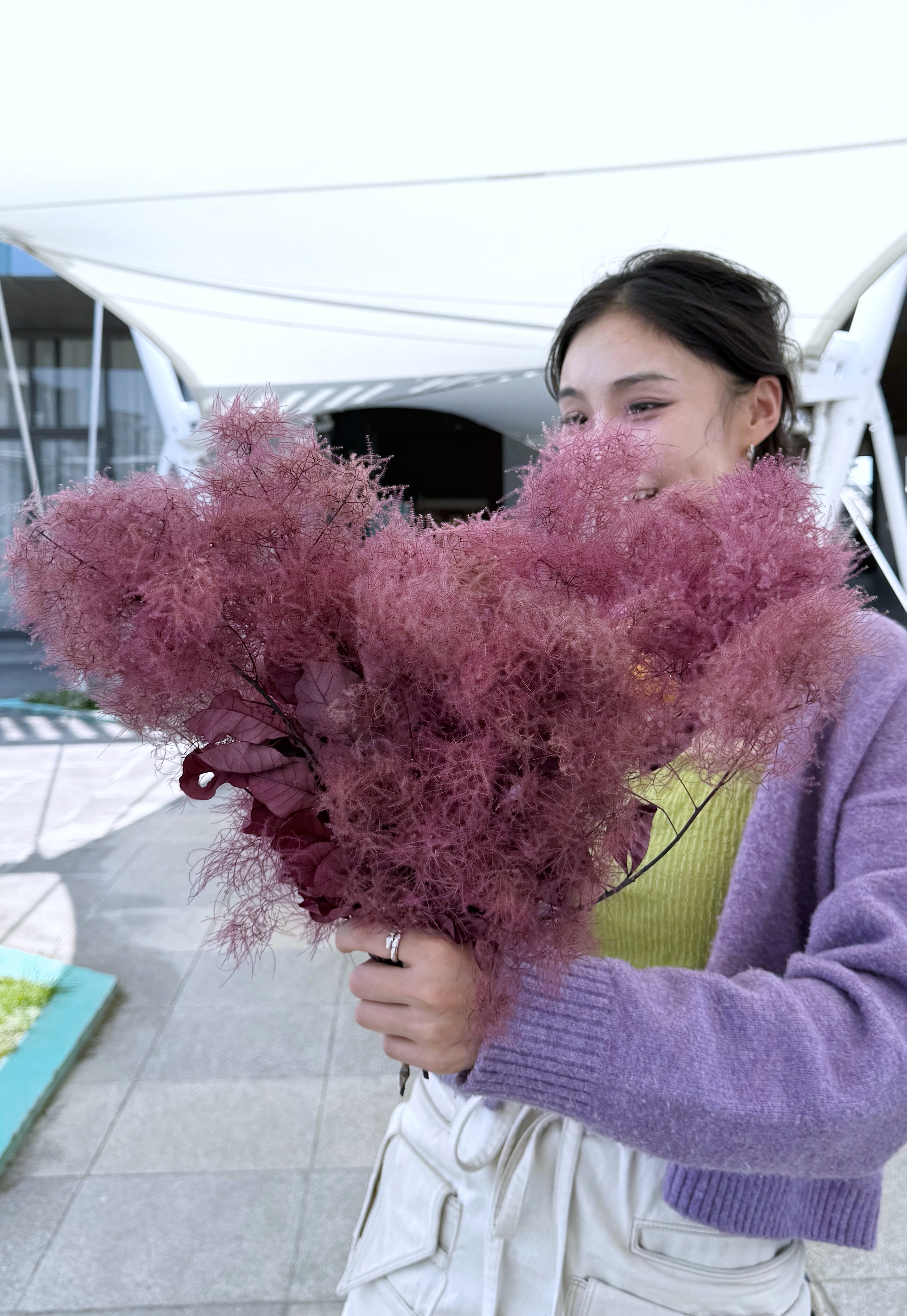 煙霧樹（日本）