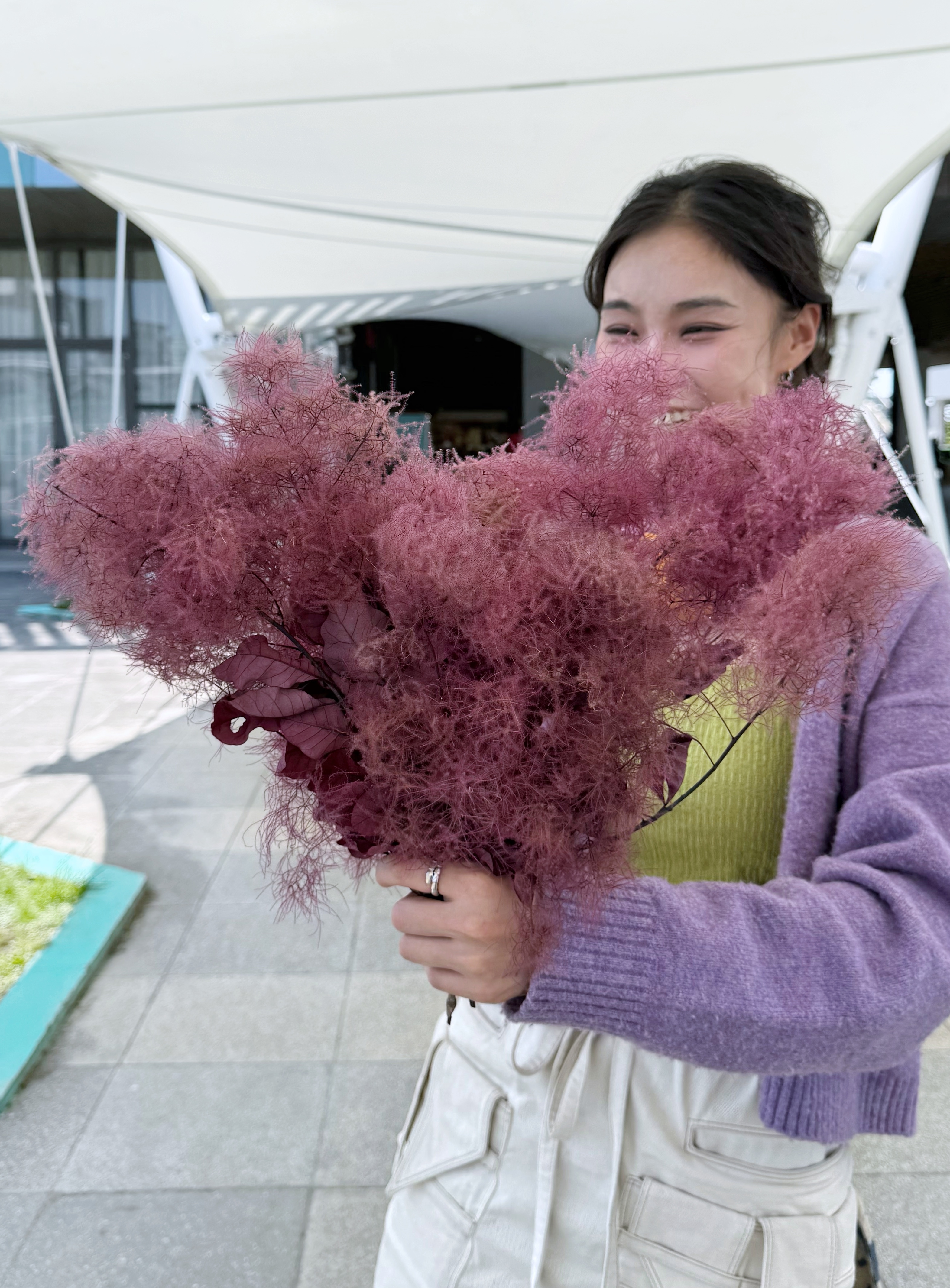煙霧樹（日本）