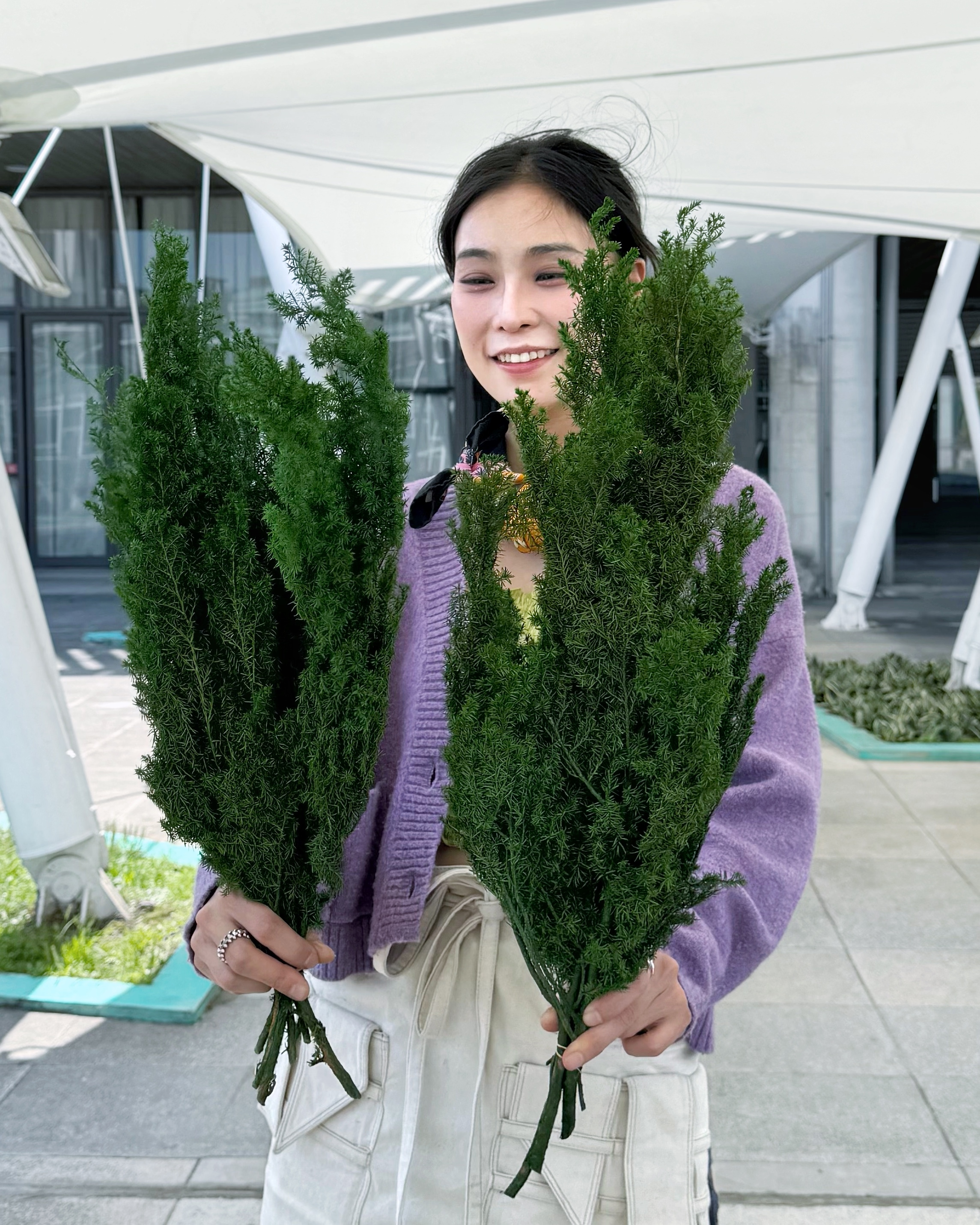 永生雪松（日本）