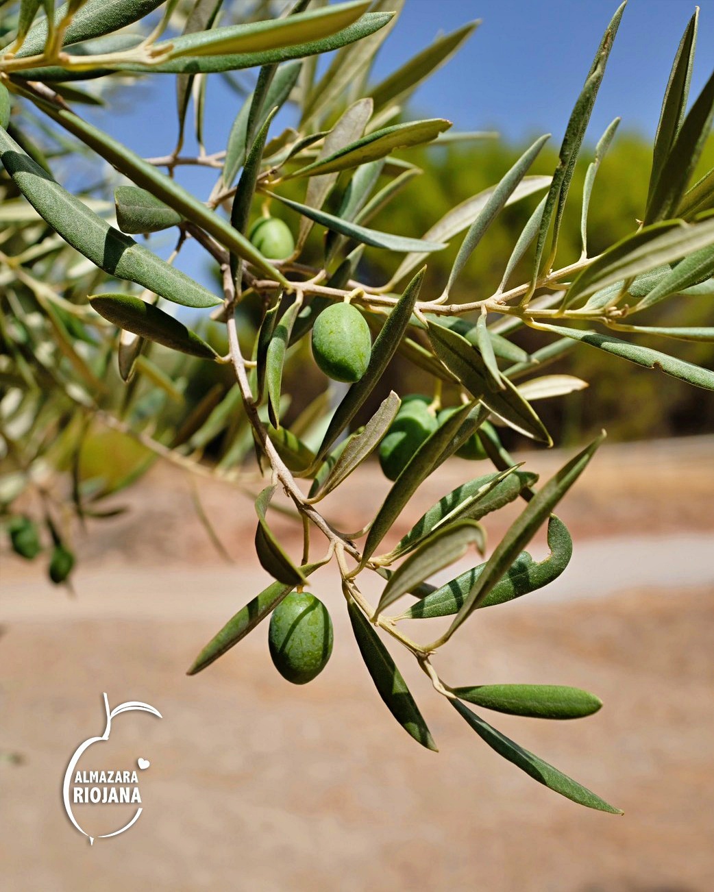 風土圖書館｜西班牙La Rioja D.O.P.產區莊園橄欖油風土旅行