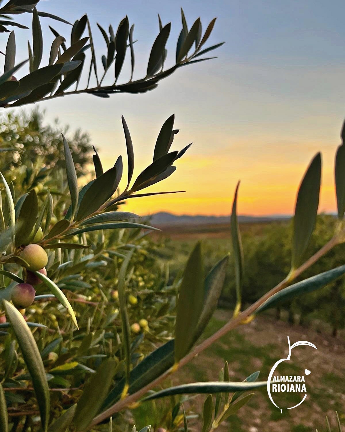 風土圖書館｜西班牙La Rioja D.O.P.產區莊園橄欖油風土旅行