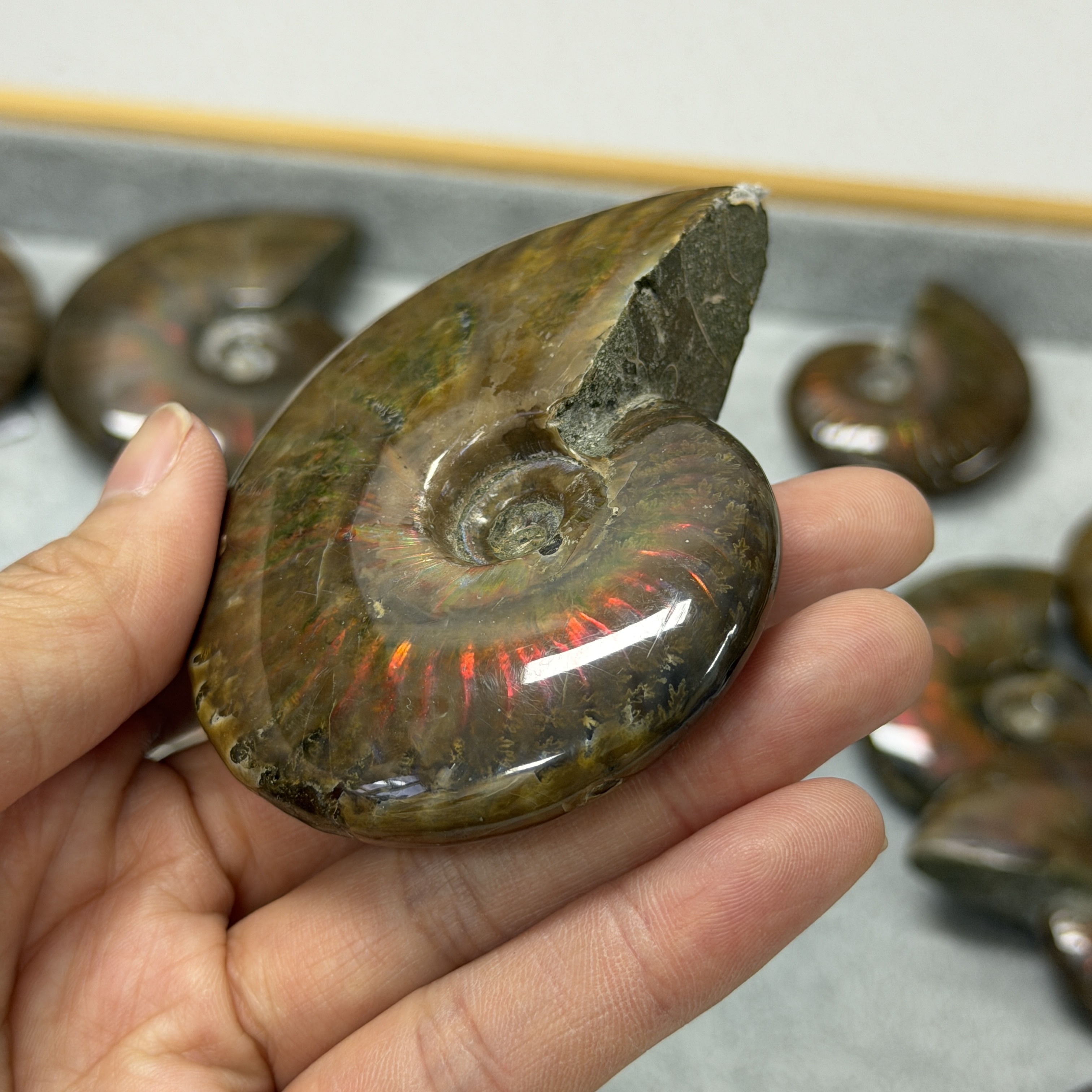 斑彩螺化石 AN1666