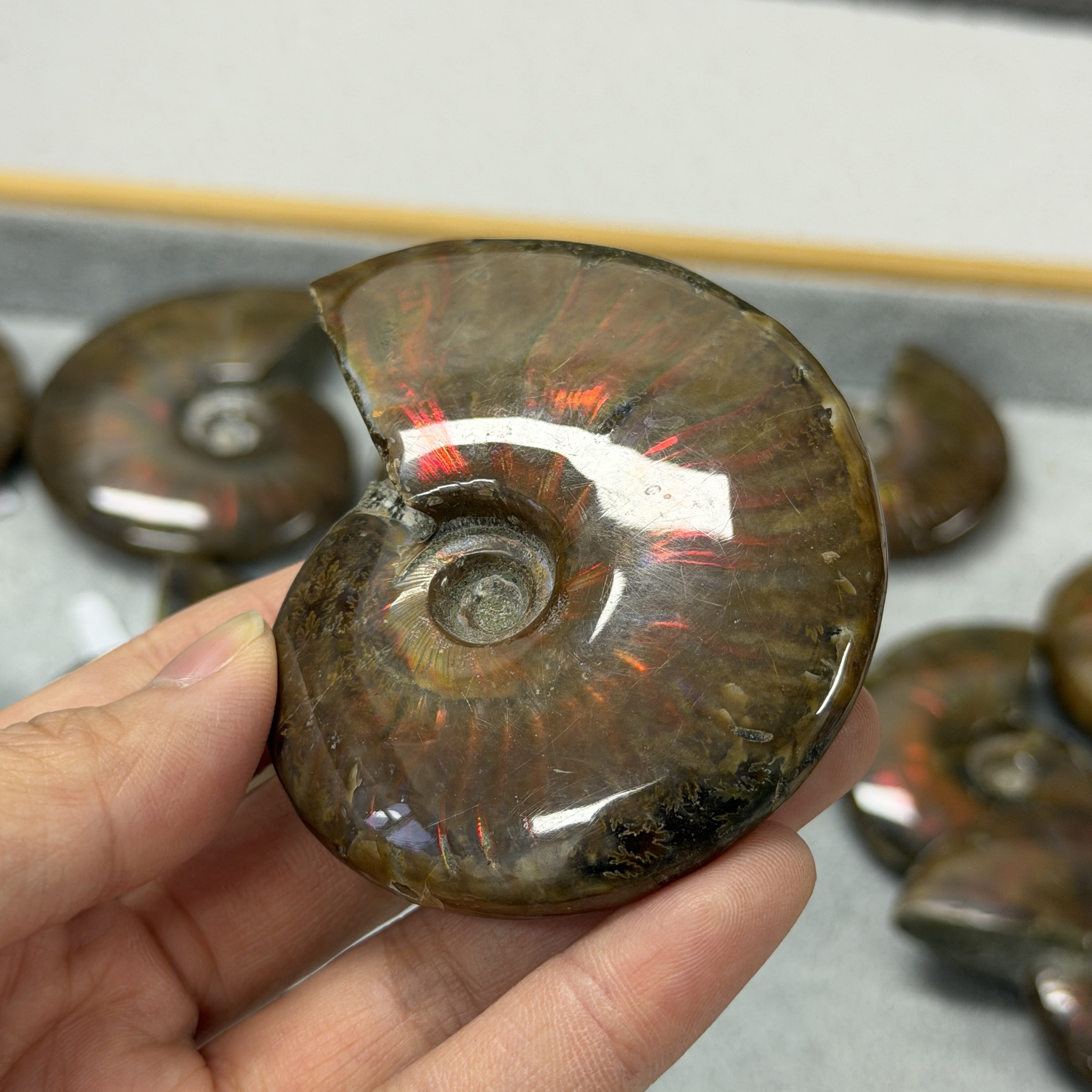 斑彩螺化石 AN1666