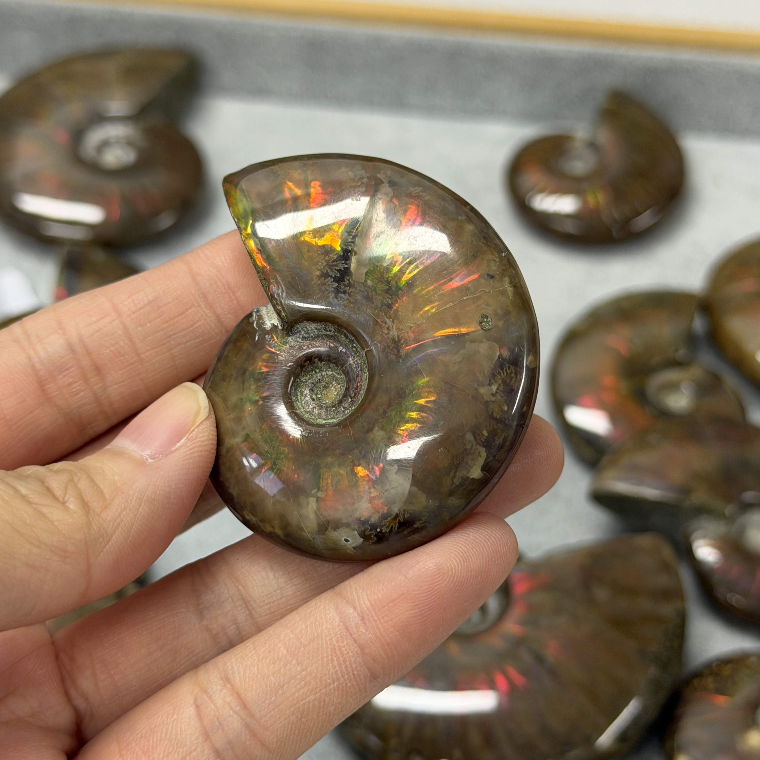 斑彩螺化石 AN1665