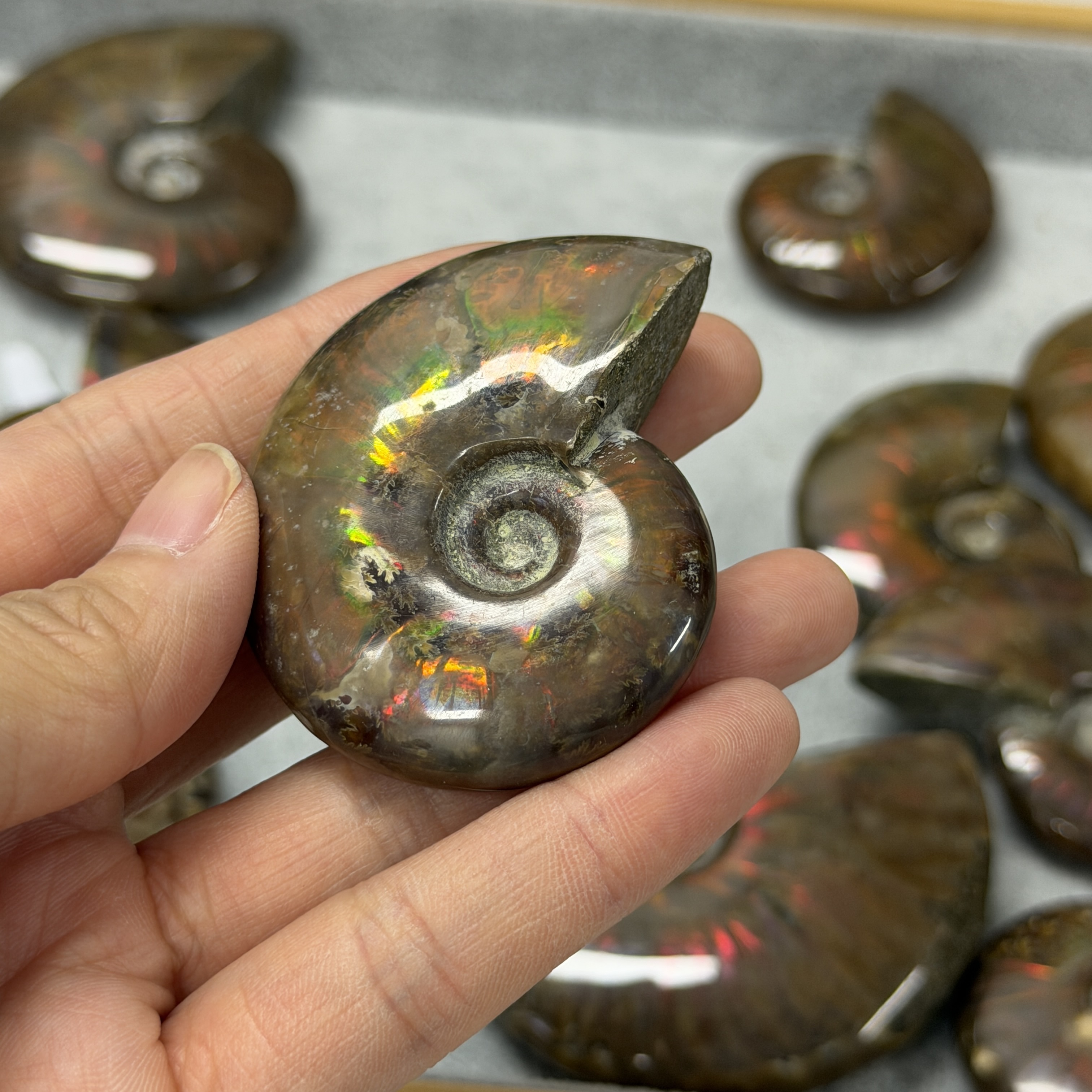 斑彩螺化石 AN1665