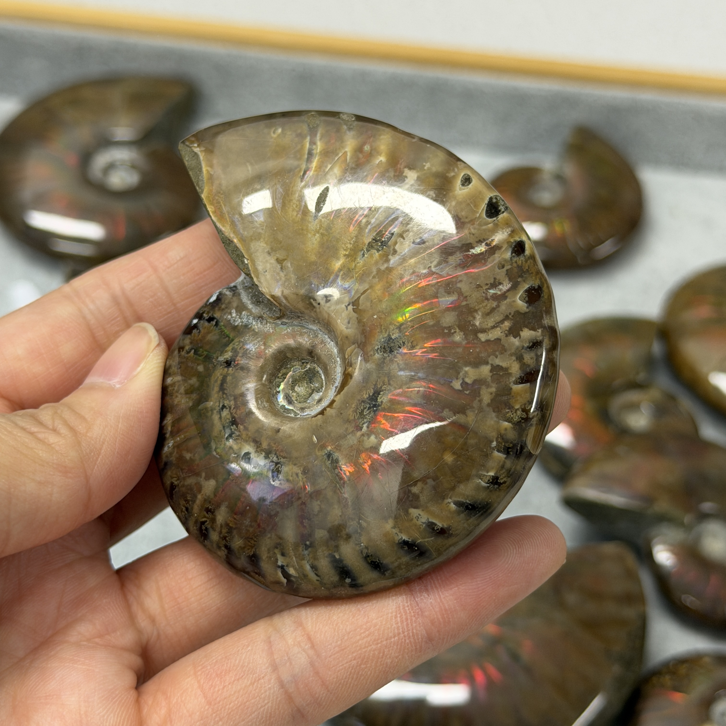 斑彩螺化石 AN1664