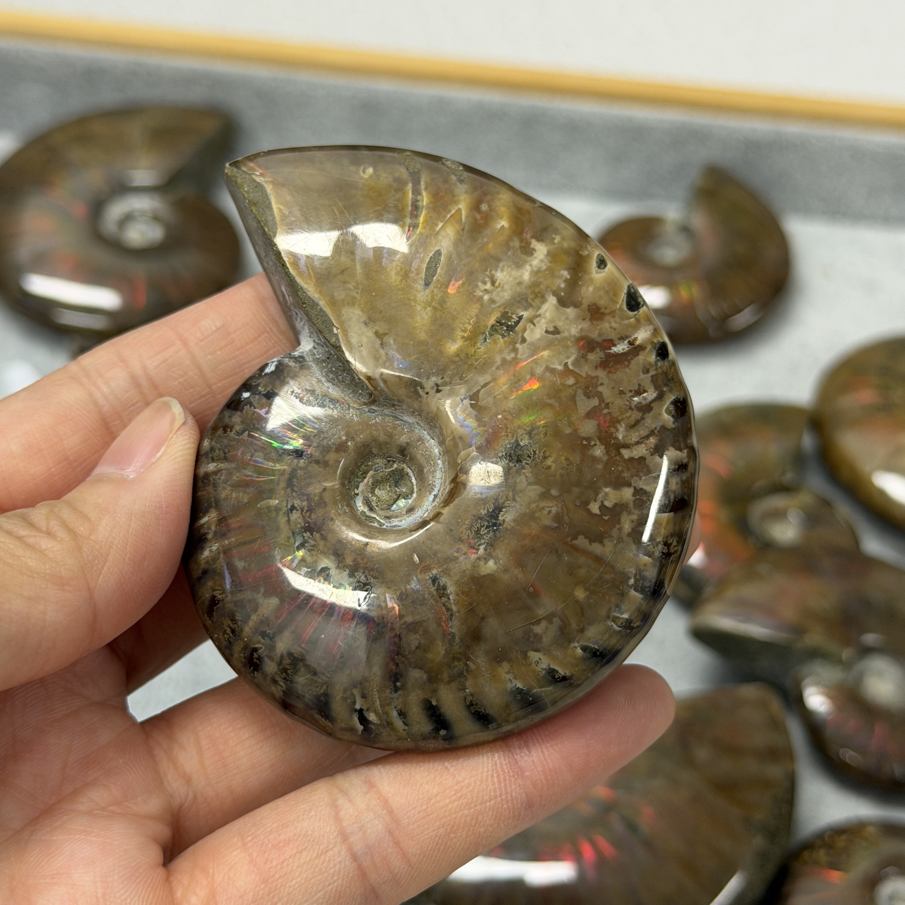 斑彩螺化石 AN1664