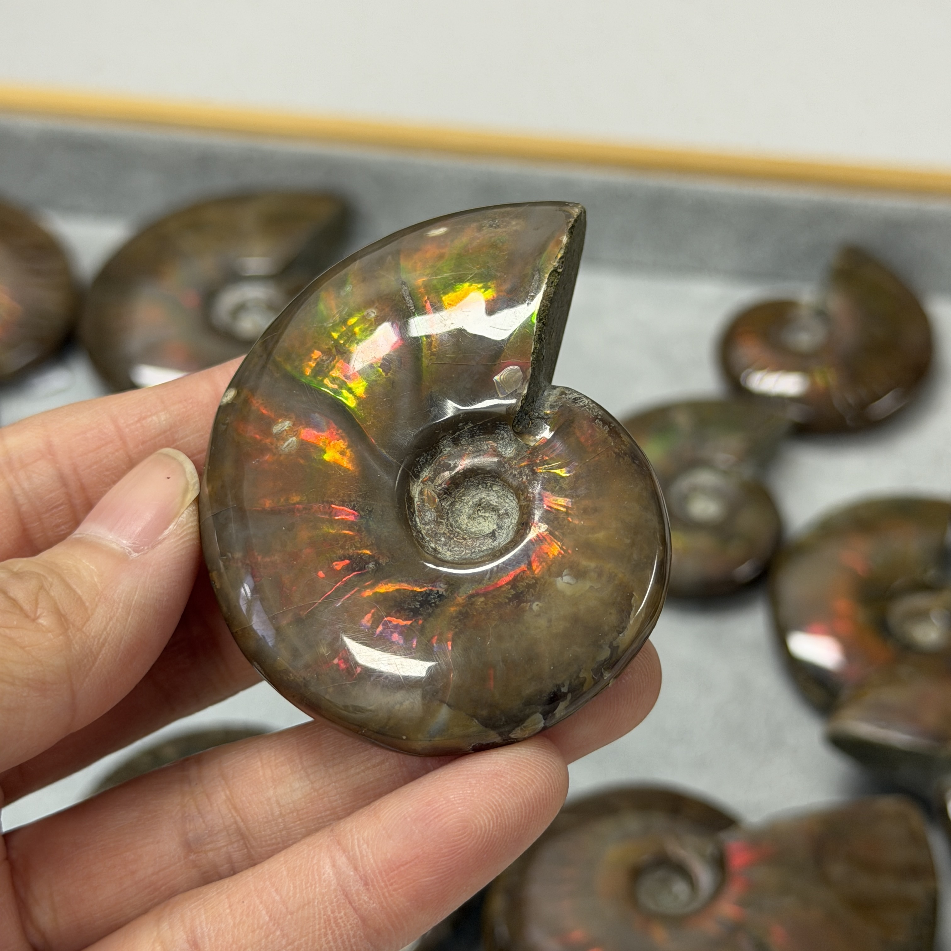 斑彩螺化石 AN1663