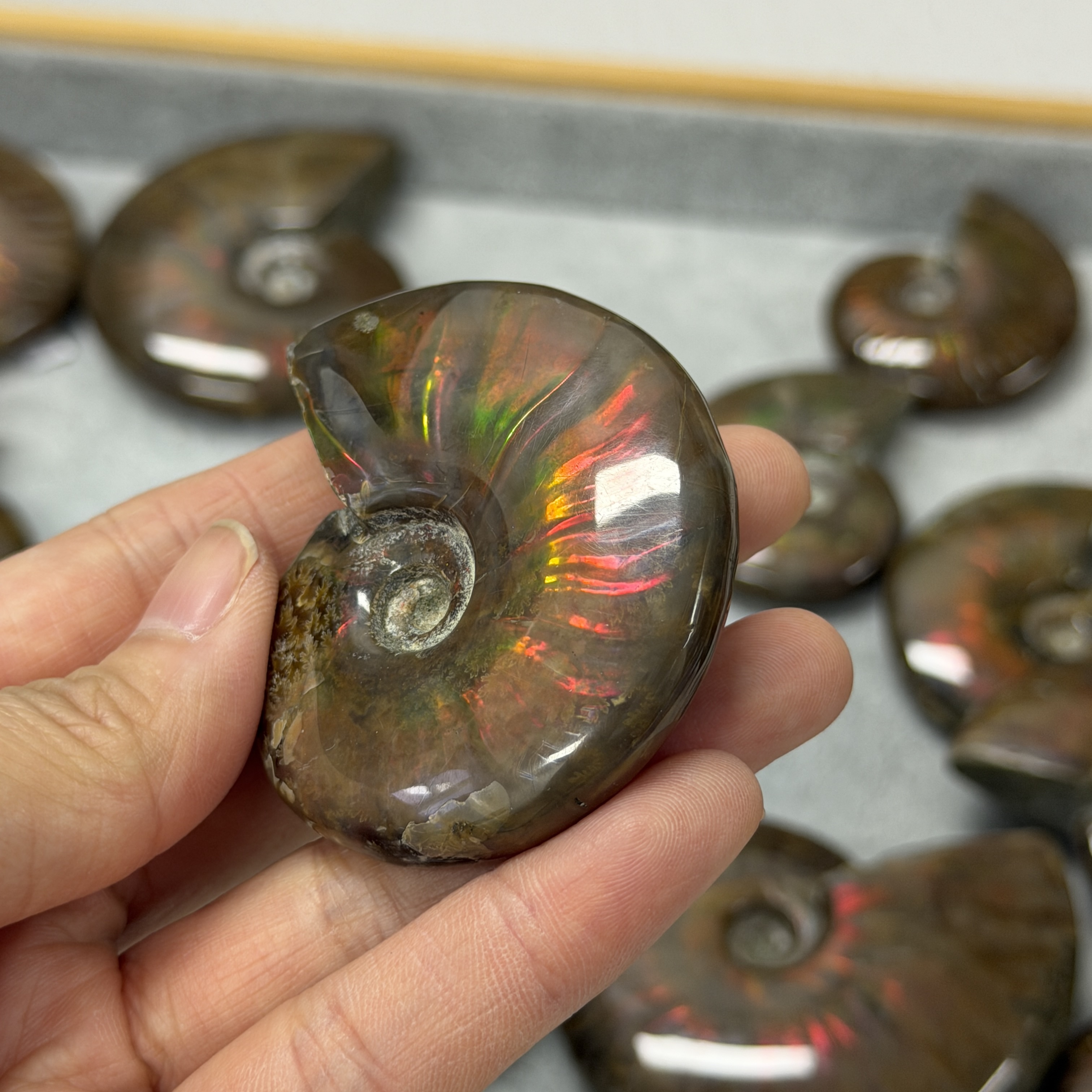 斑彩螺化石 AN1663