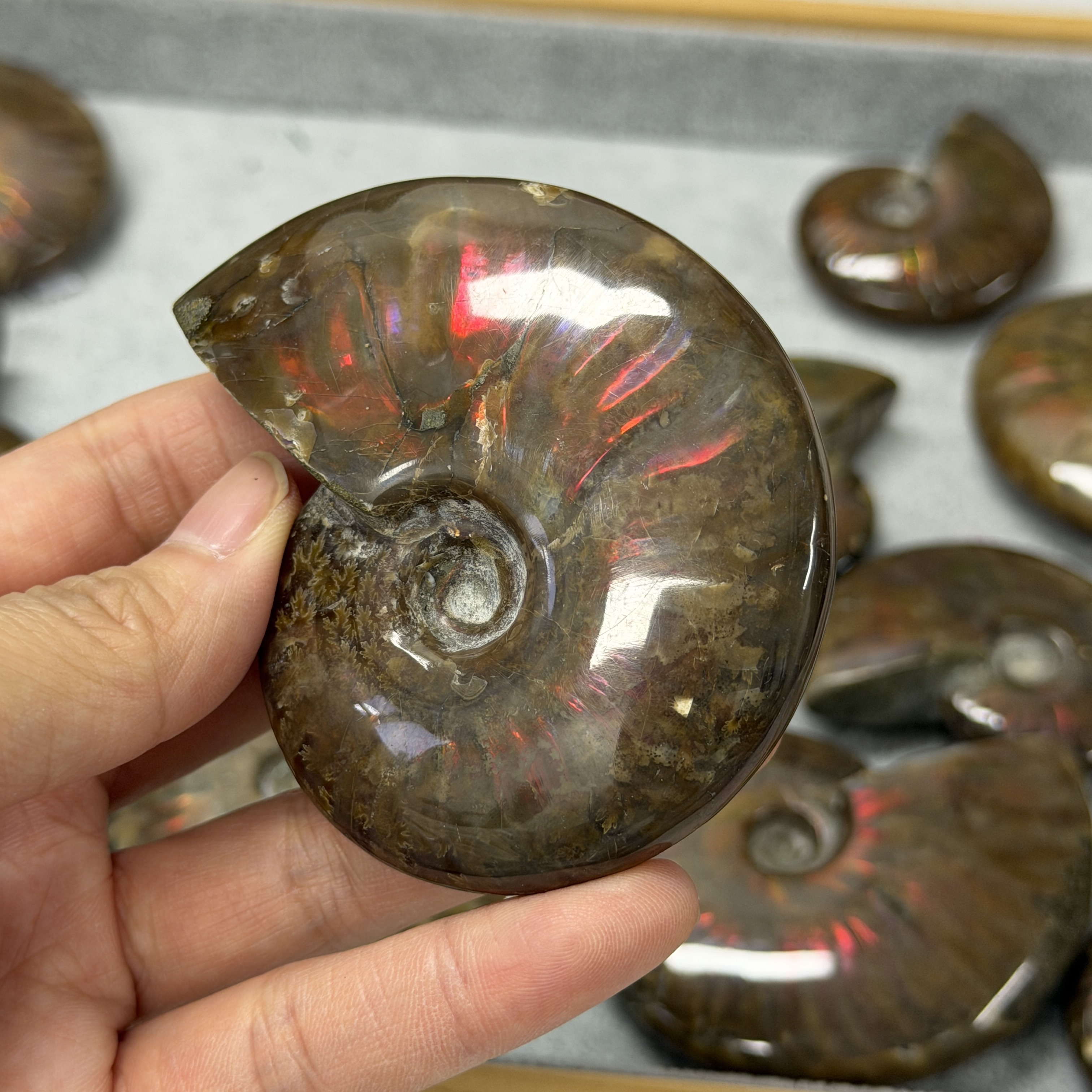 斑彩螺化石 AN1662